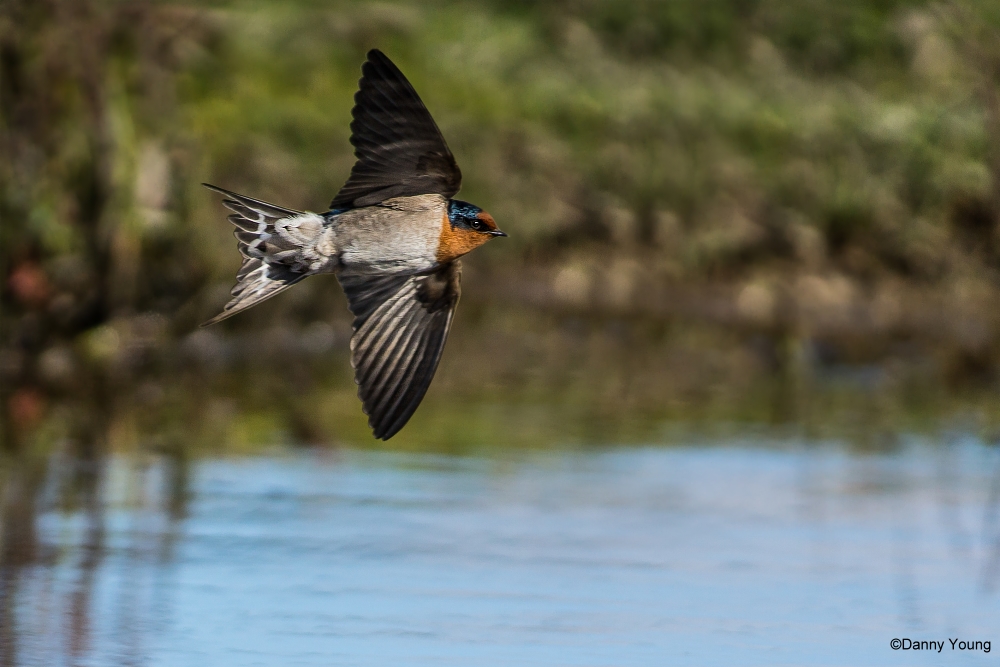 Nuova Zelanda Benvenuti a Swallow