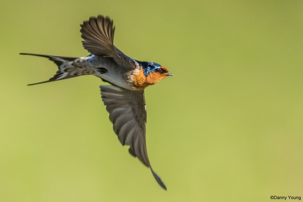 Nuova Zelanda Benvenuti a Swallow