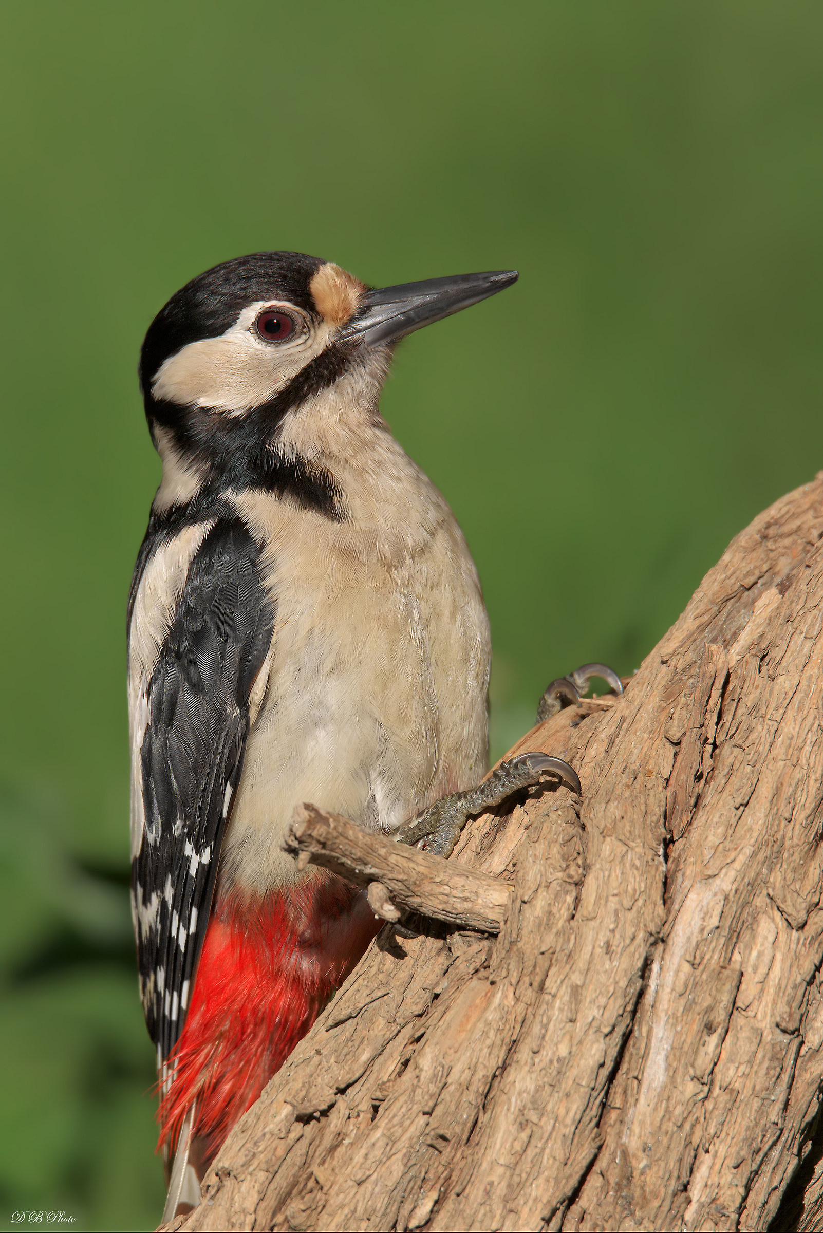 Big red woodpecker.