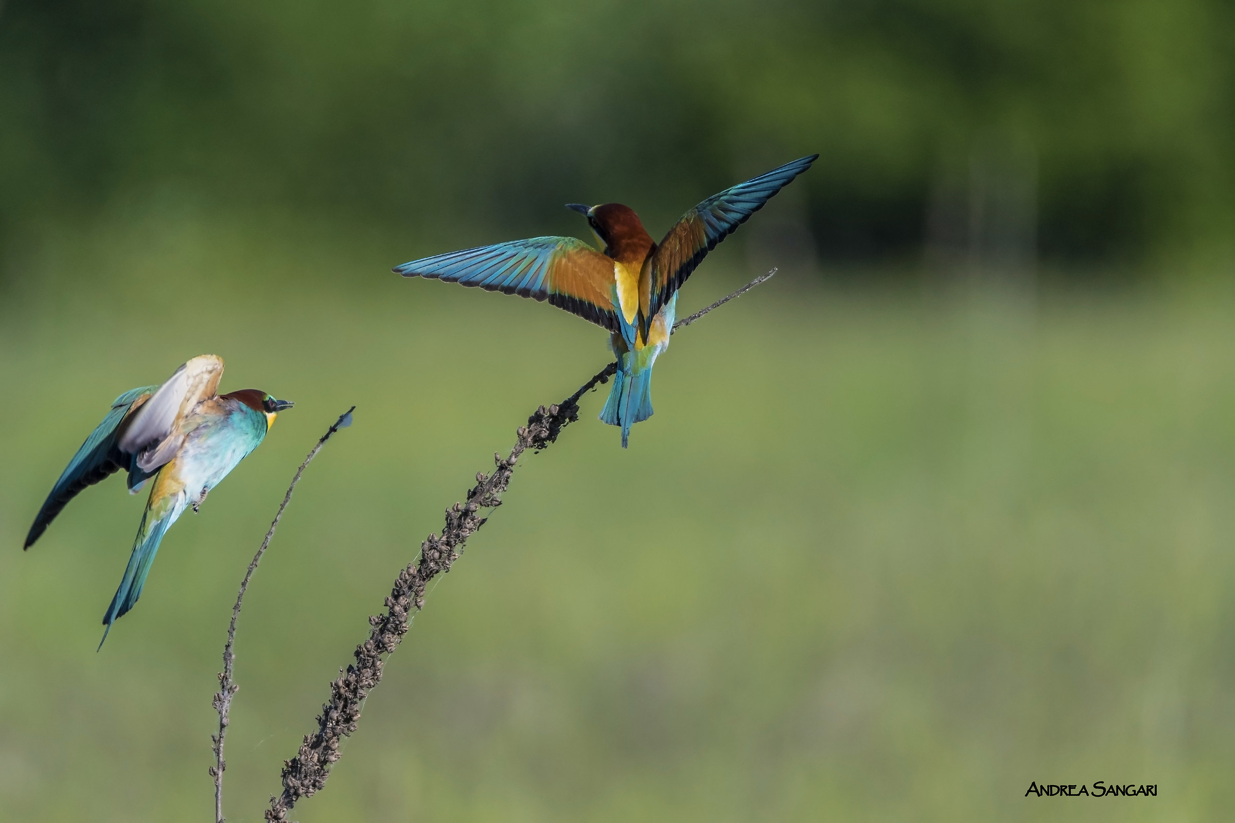 The mating of the dwarves
