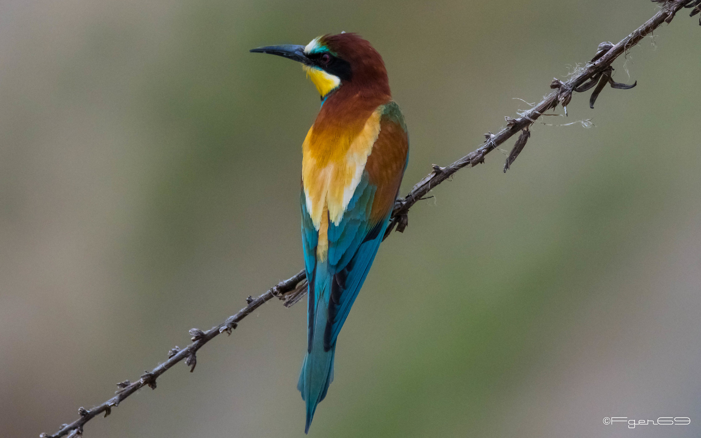 Bee eater