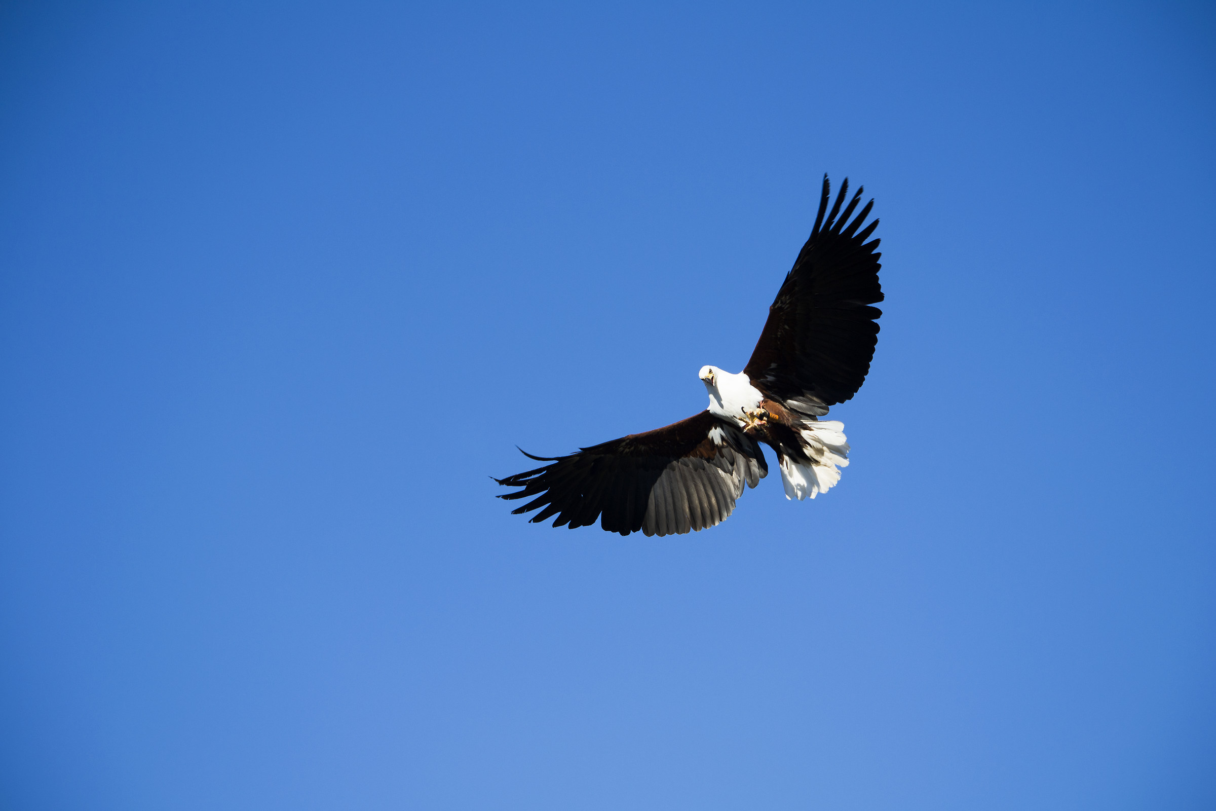 Aquila Bio Parco Valencia