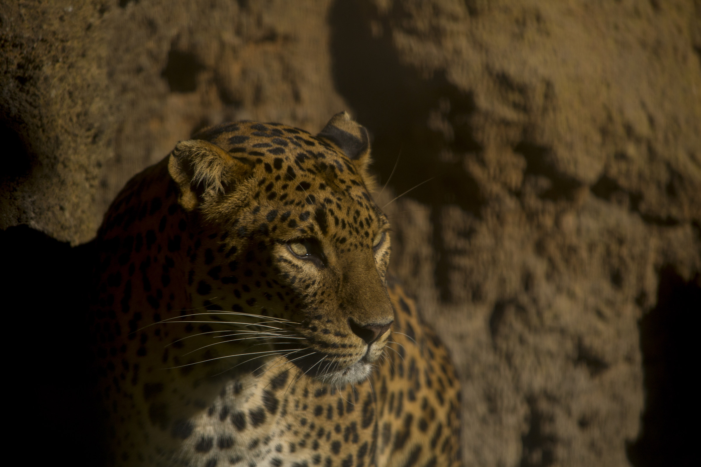 Leopardo Bio Parco Valencia