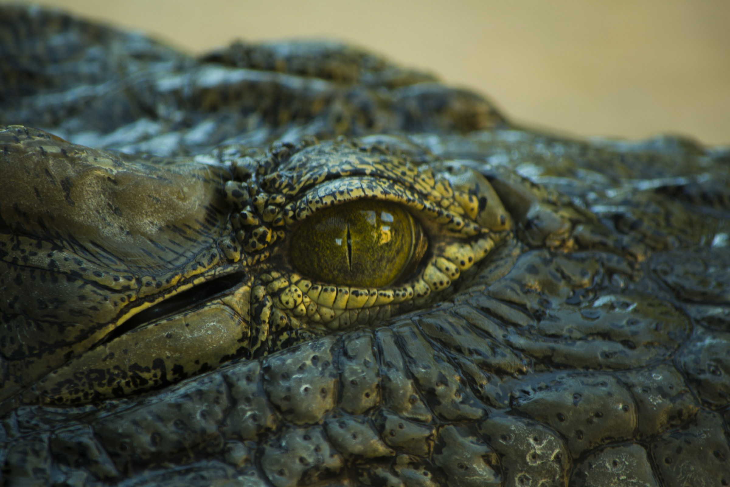 Particolare Coccodrillo Bio Parco Valencia