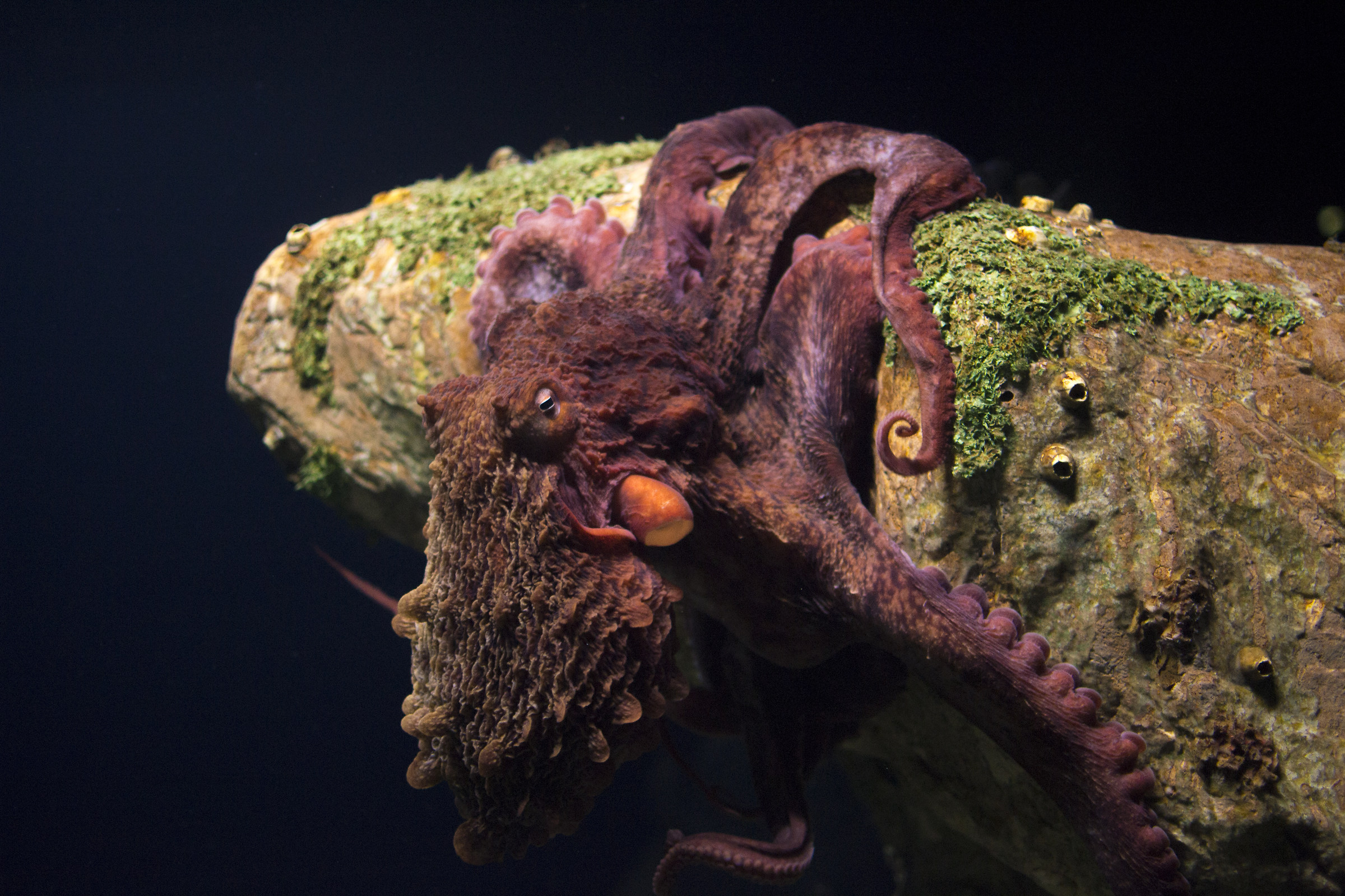 Polipo Acquario di Lisbona