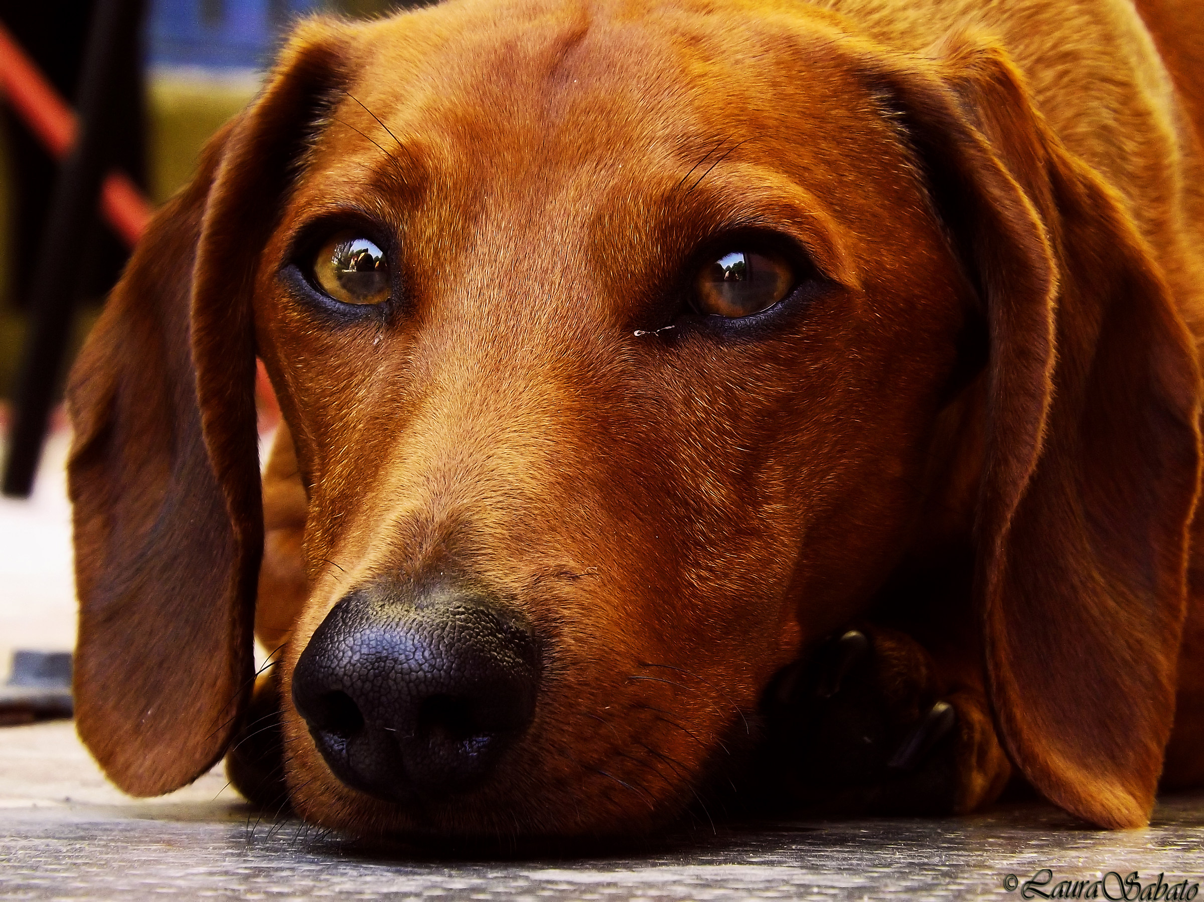 Pongo, German bassotto