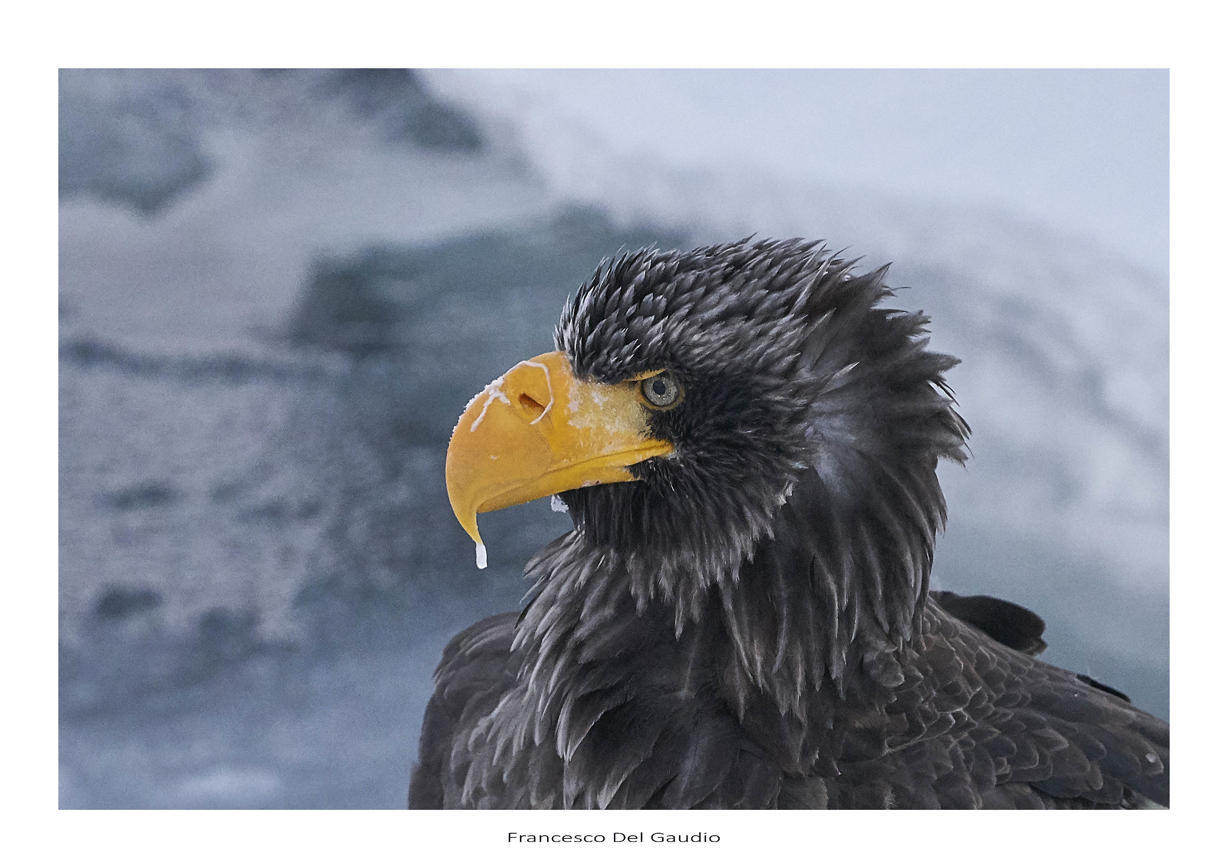 Steller sea eagle