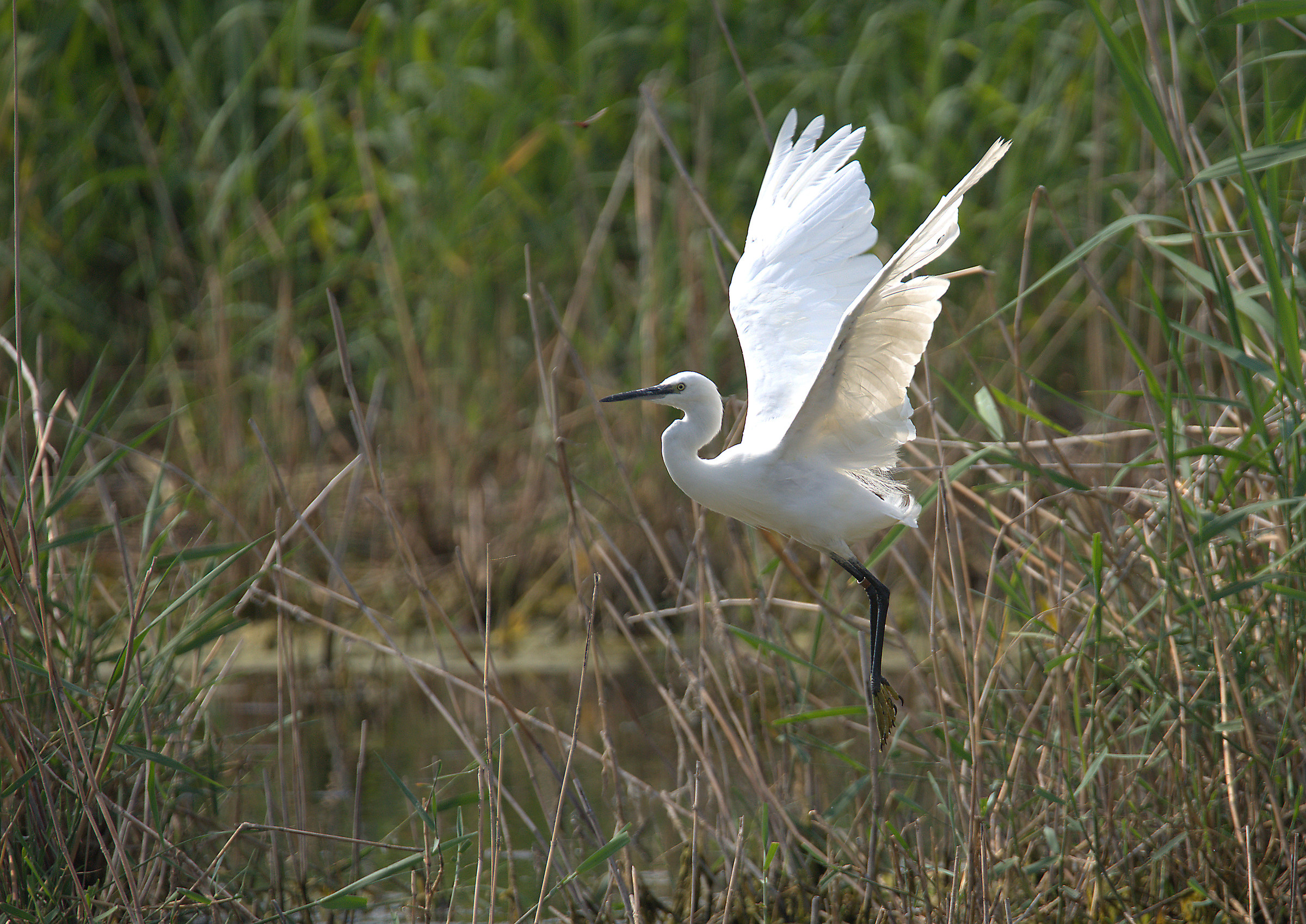 Egret