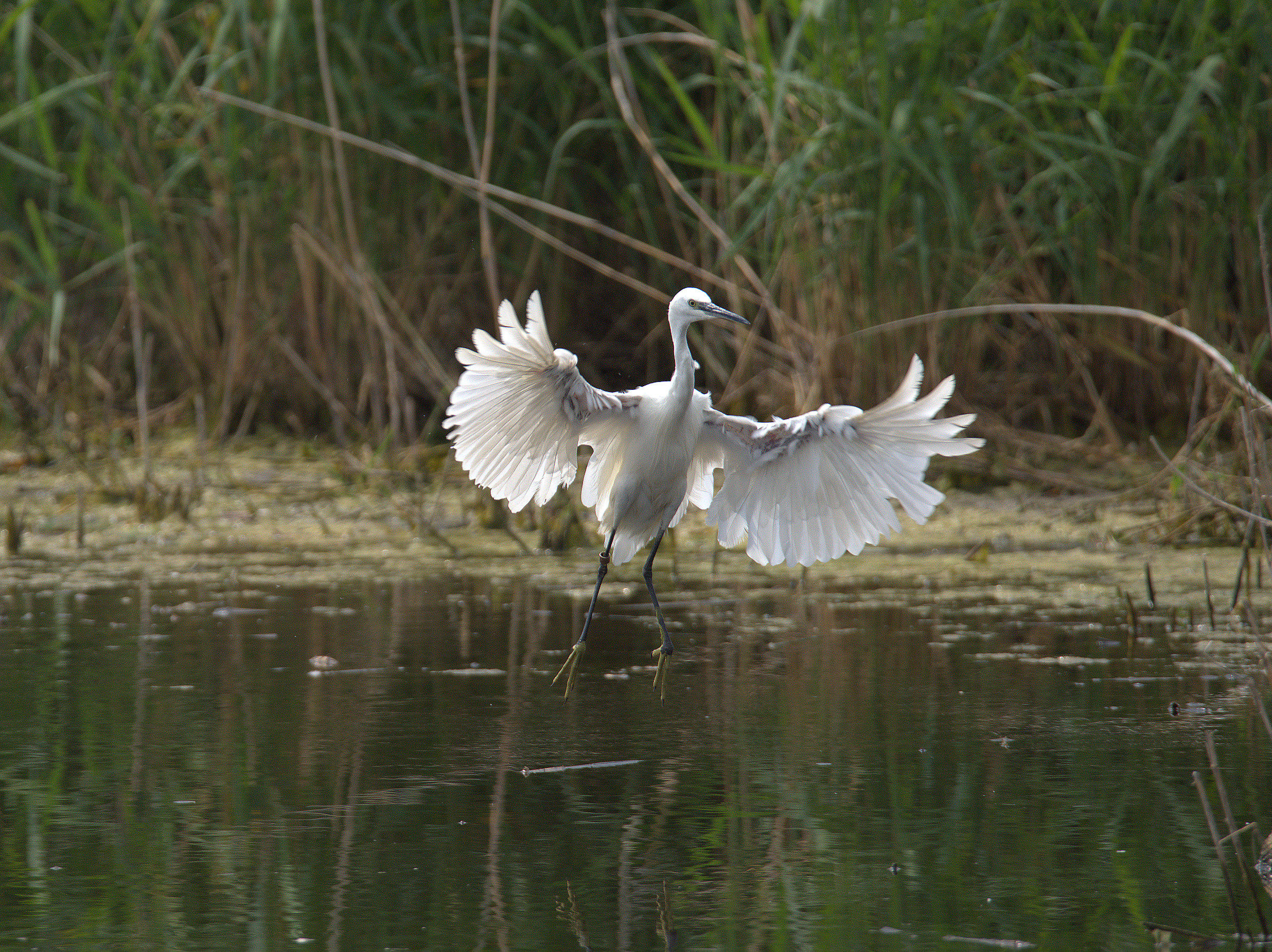 Egret