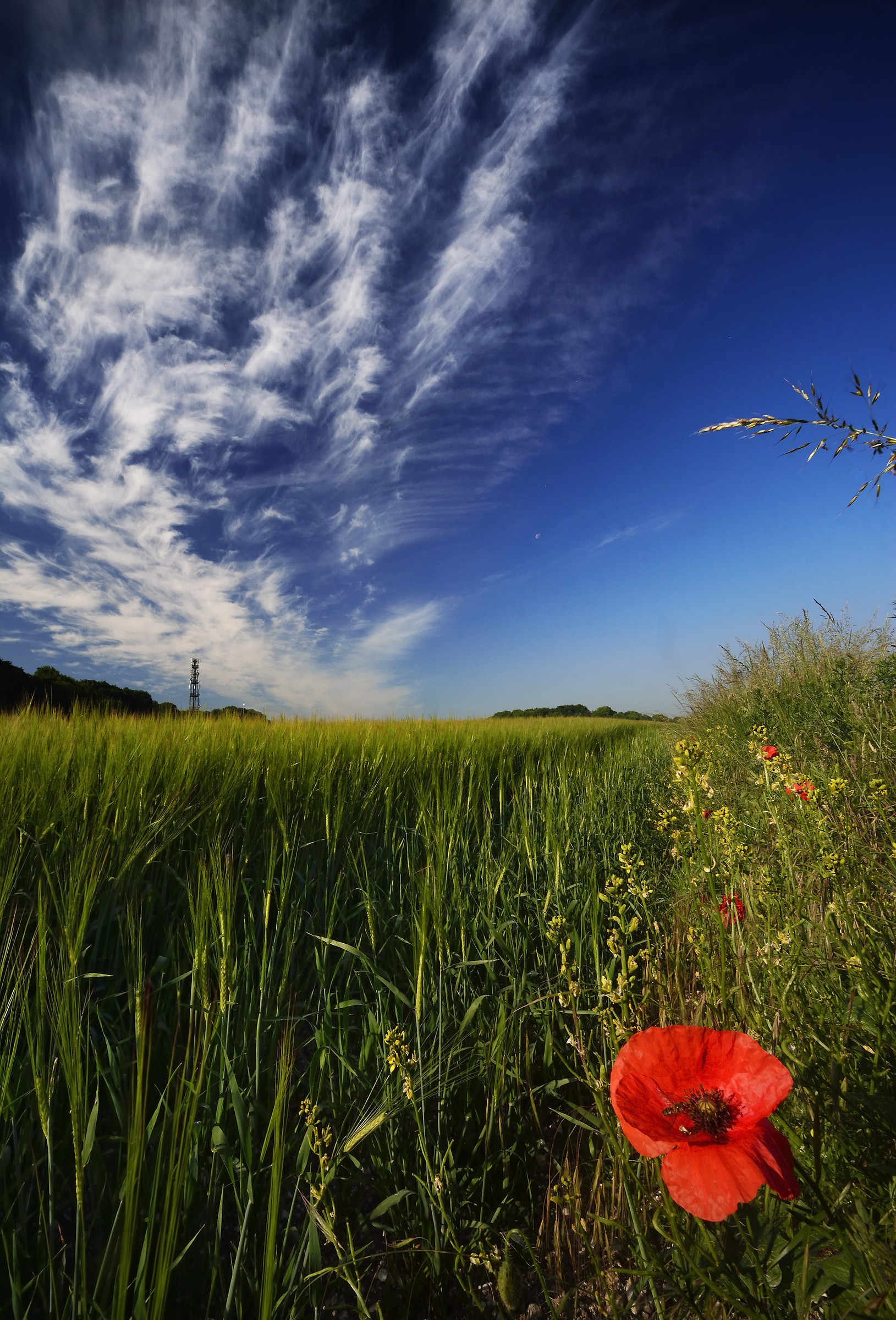 Poppy with Bee, Barley & Sky