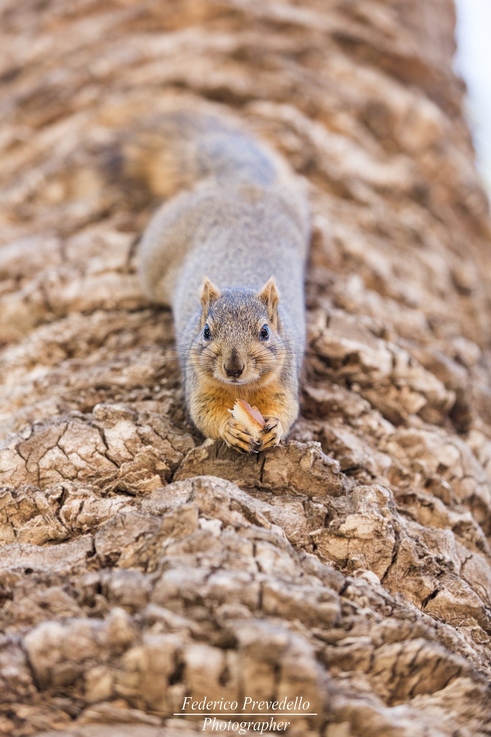 Spuntino pomeridiano