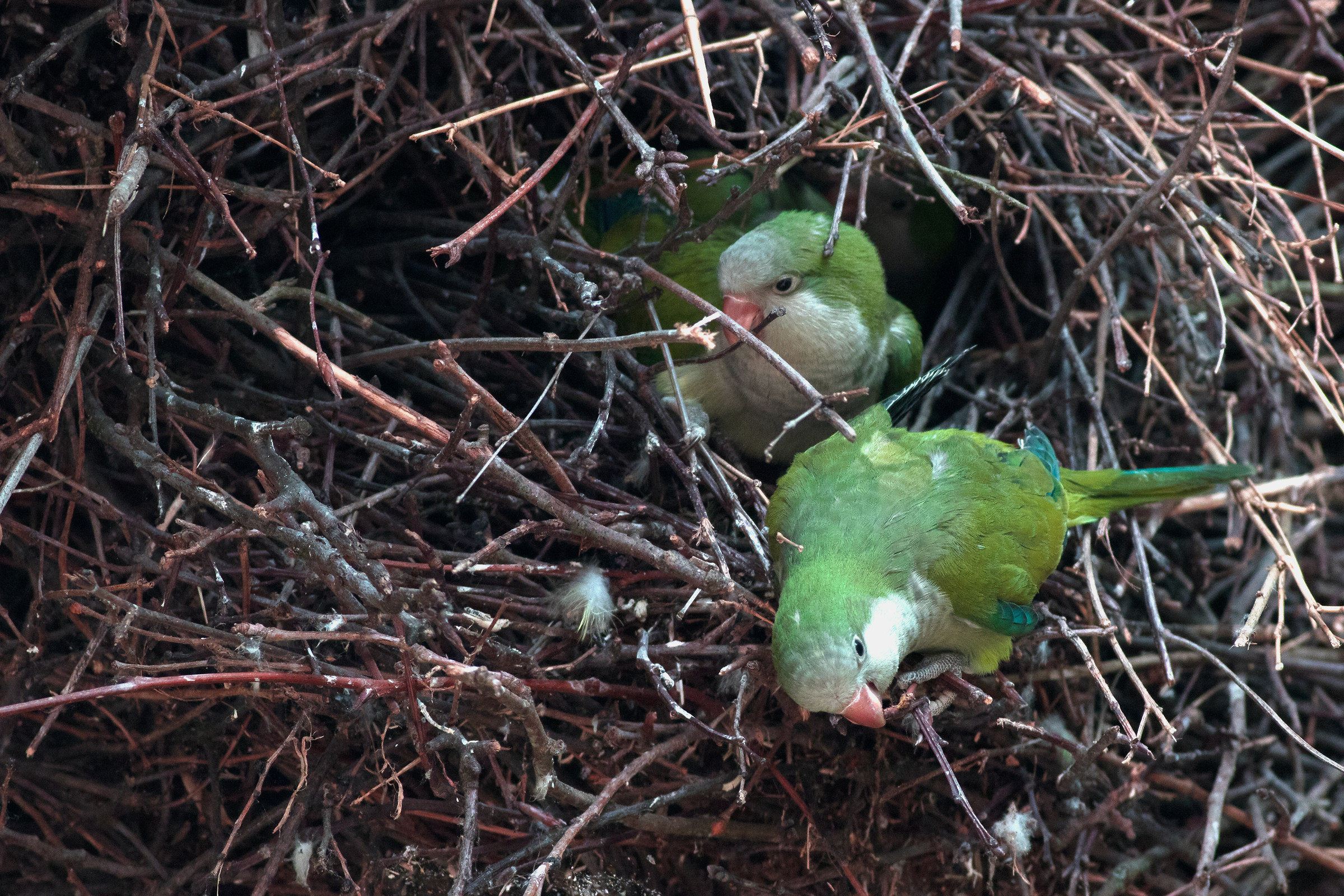 Curious but ... safe