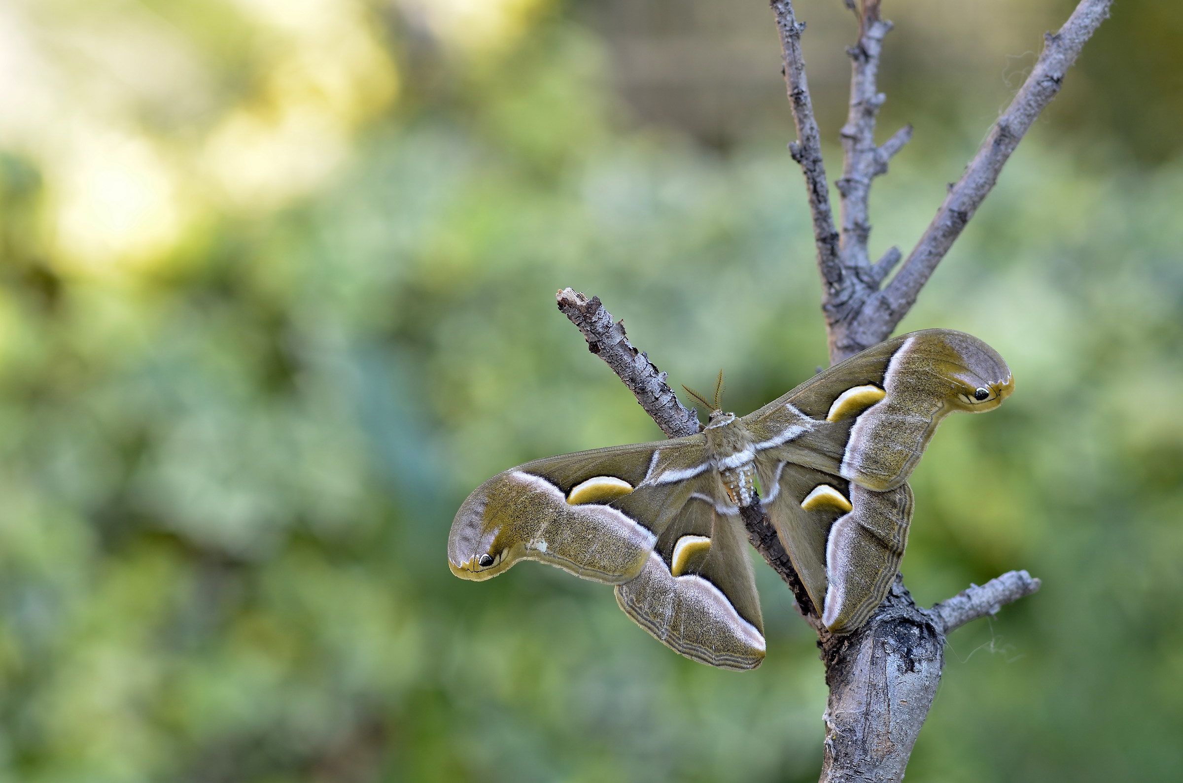 Samia cynthia (male)