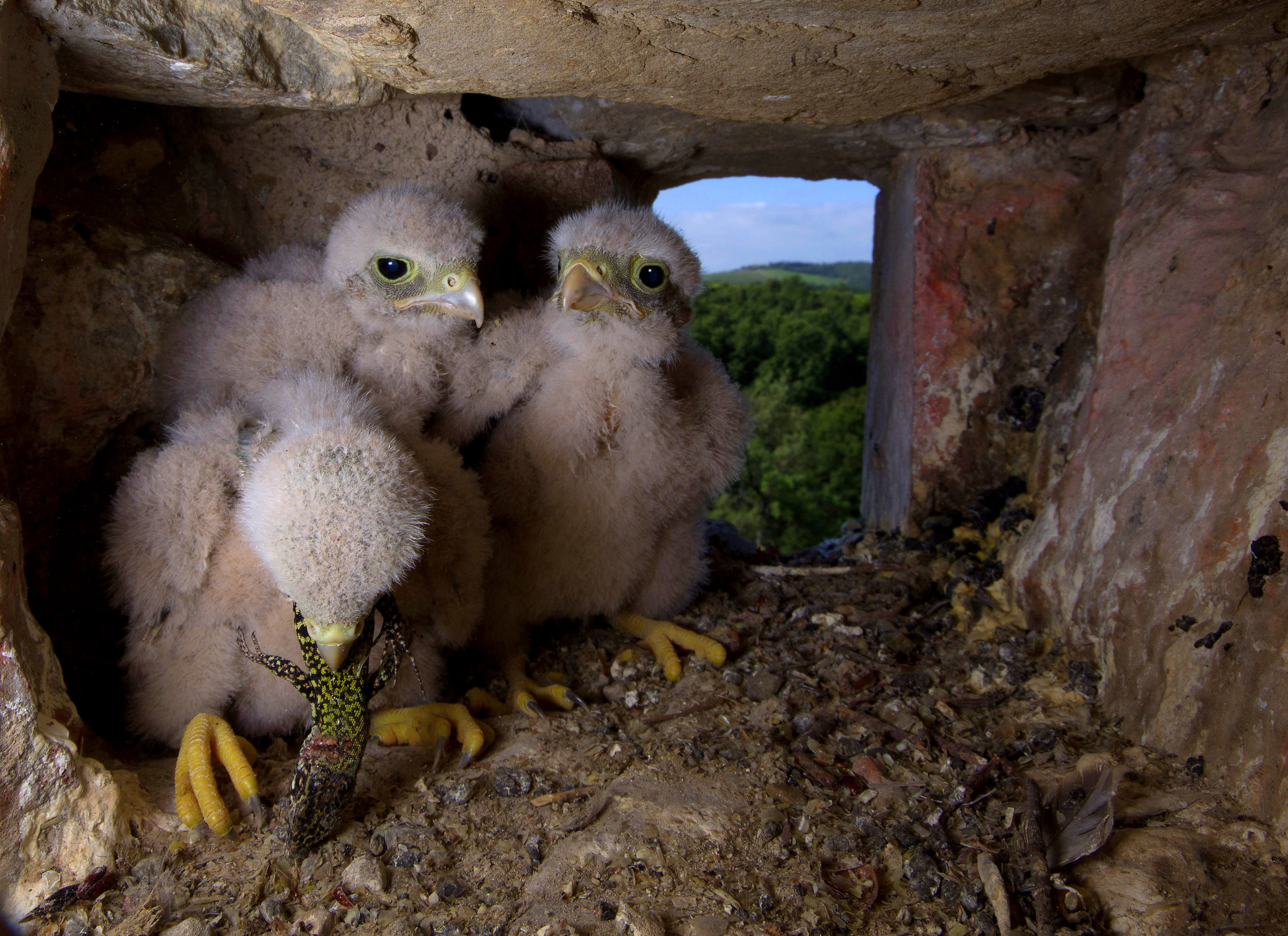 Camera con vista (pulli di gheppio)