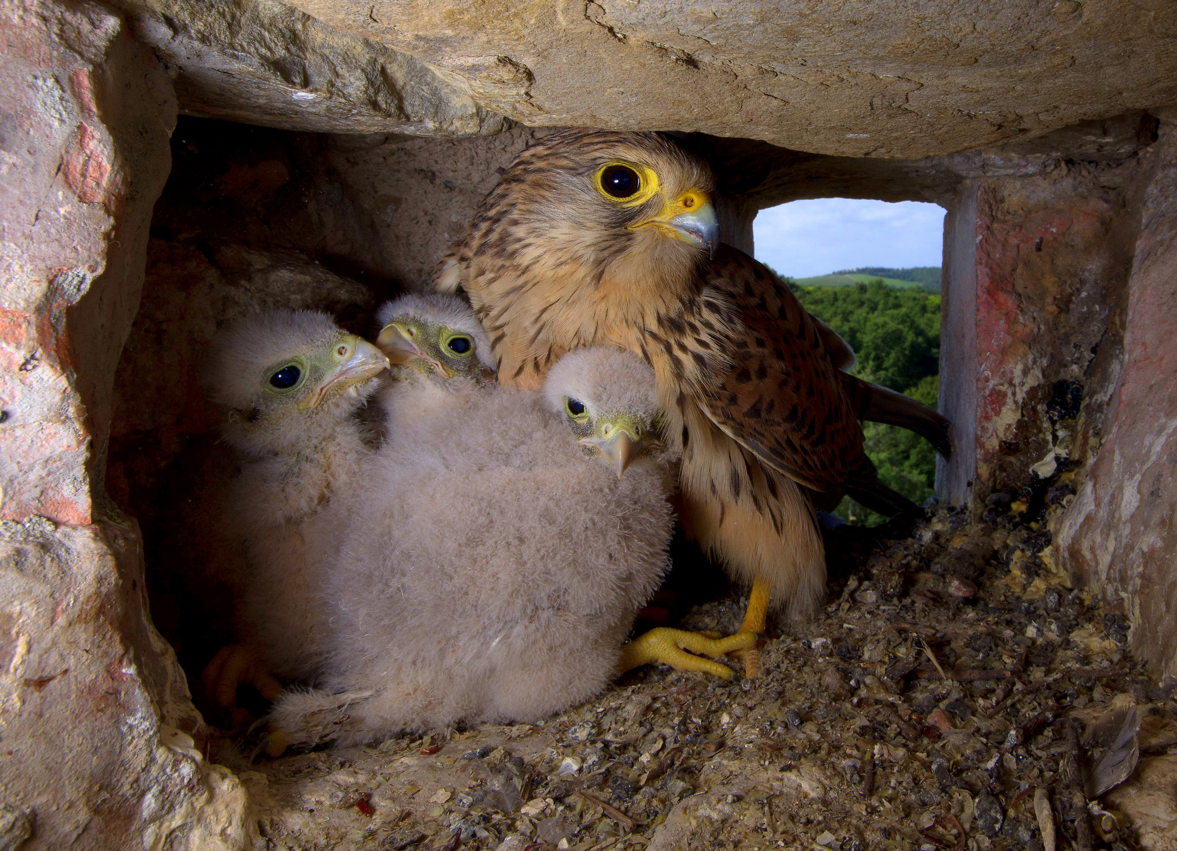 In the kestrel nest