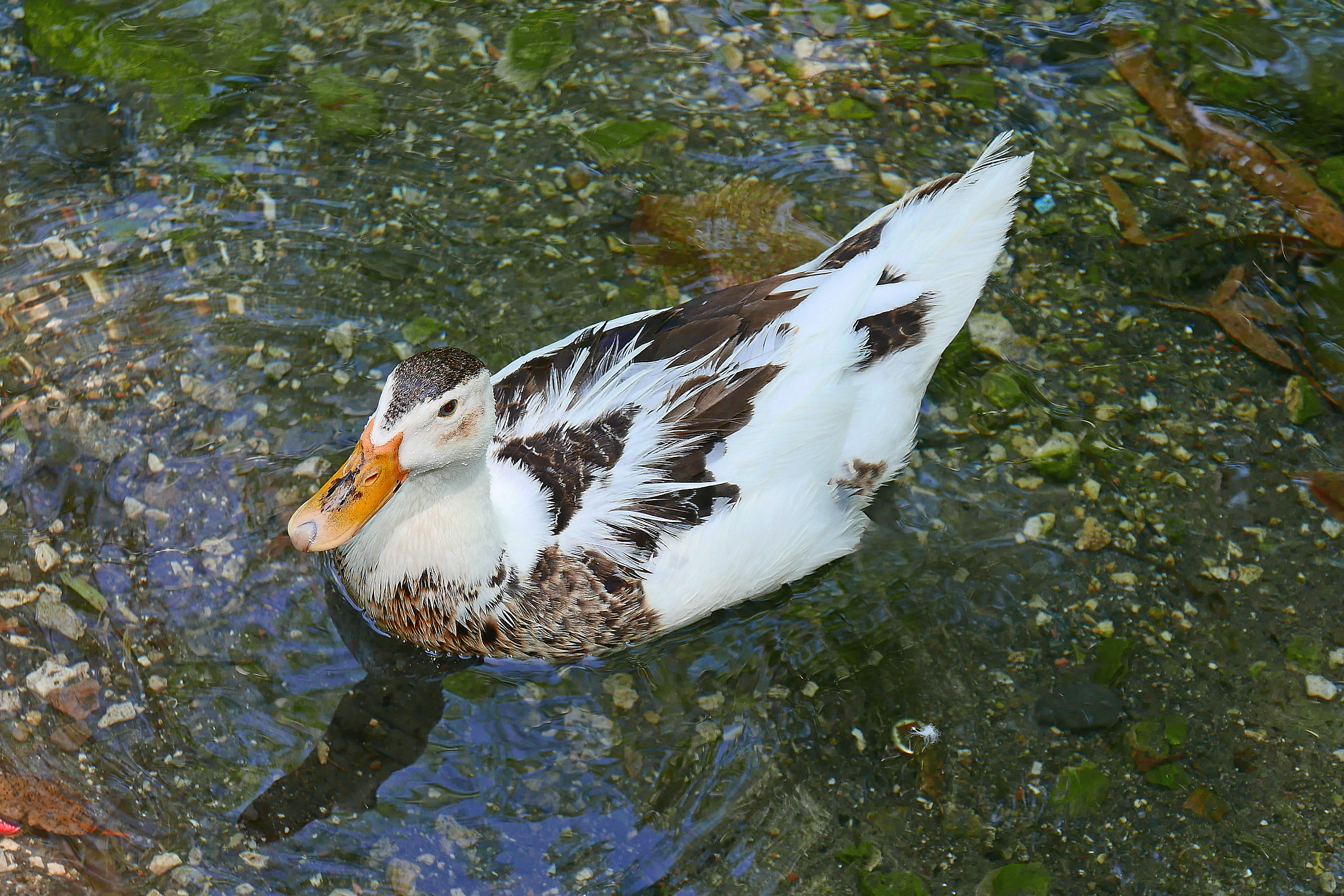 Duck in the Grassano Park