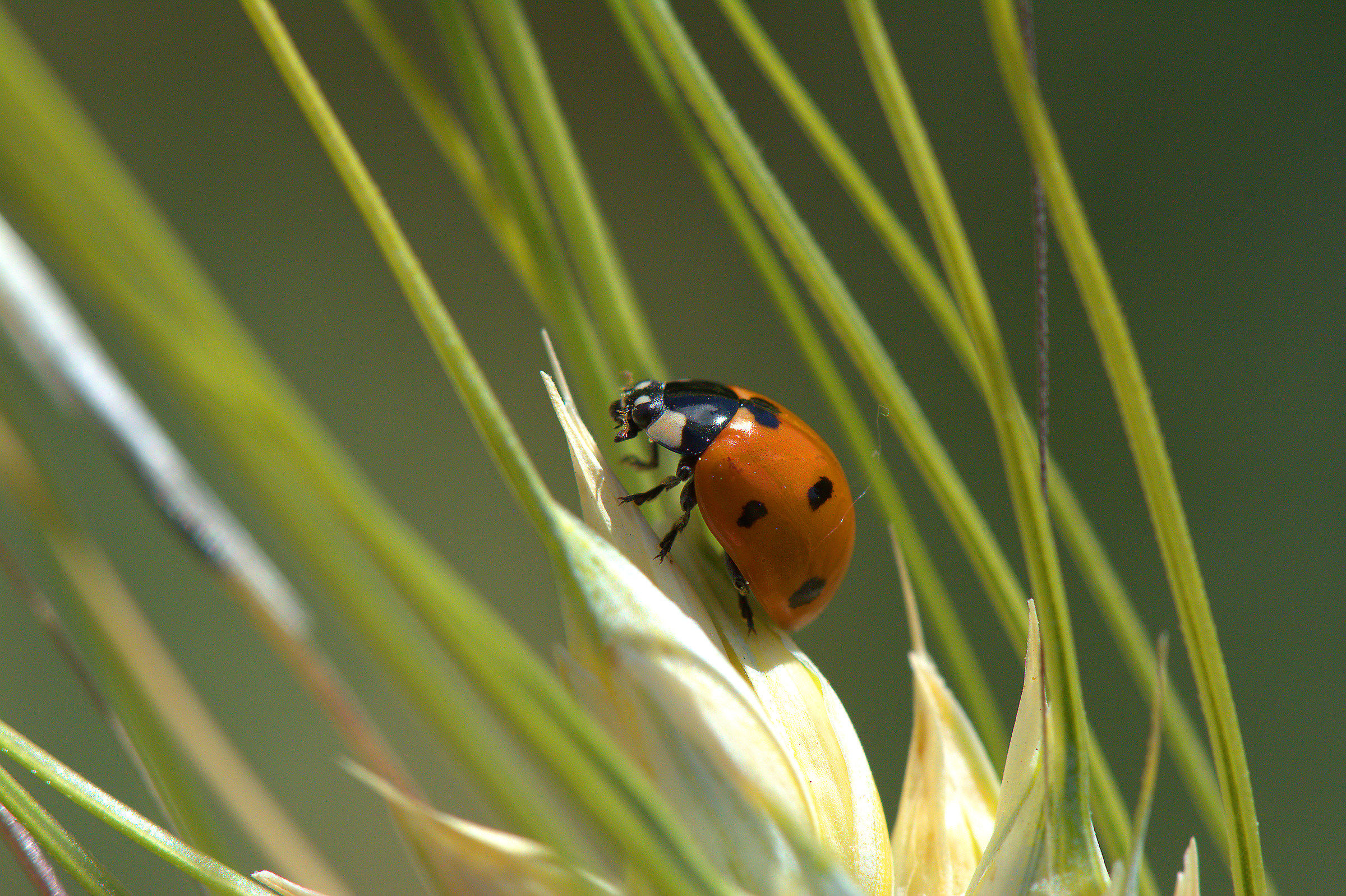Ladybird