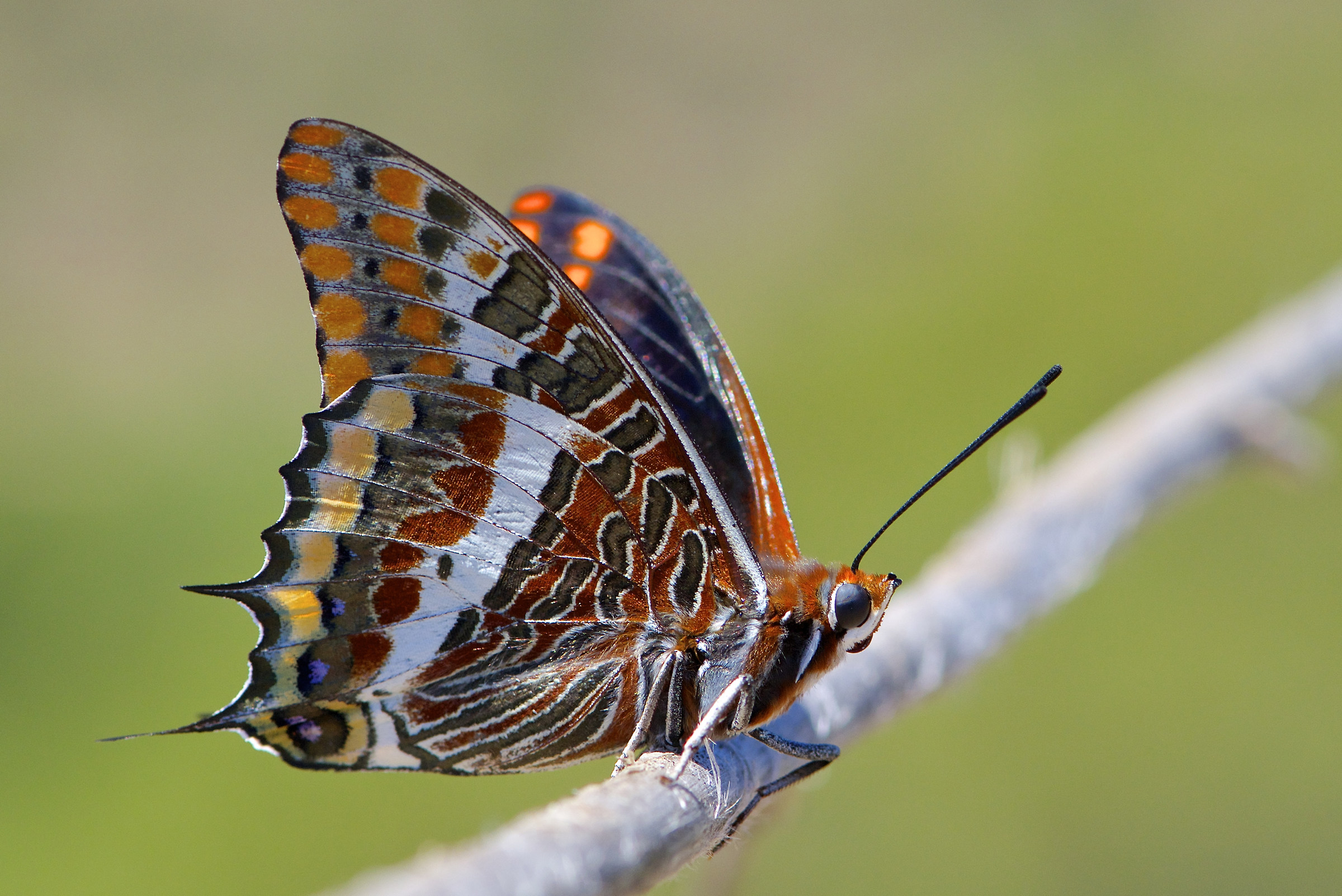 Charaxes jasius