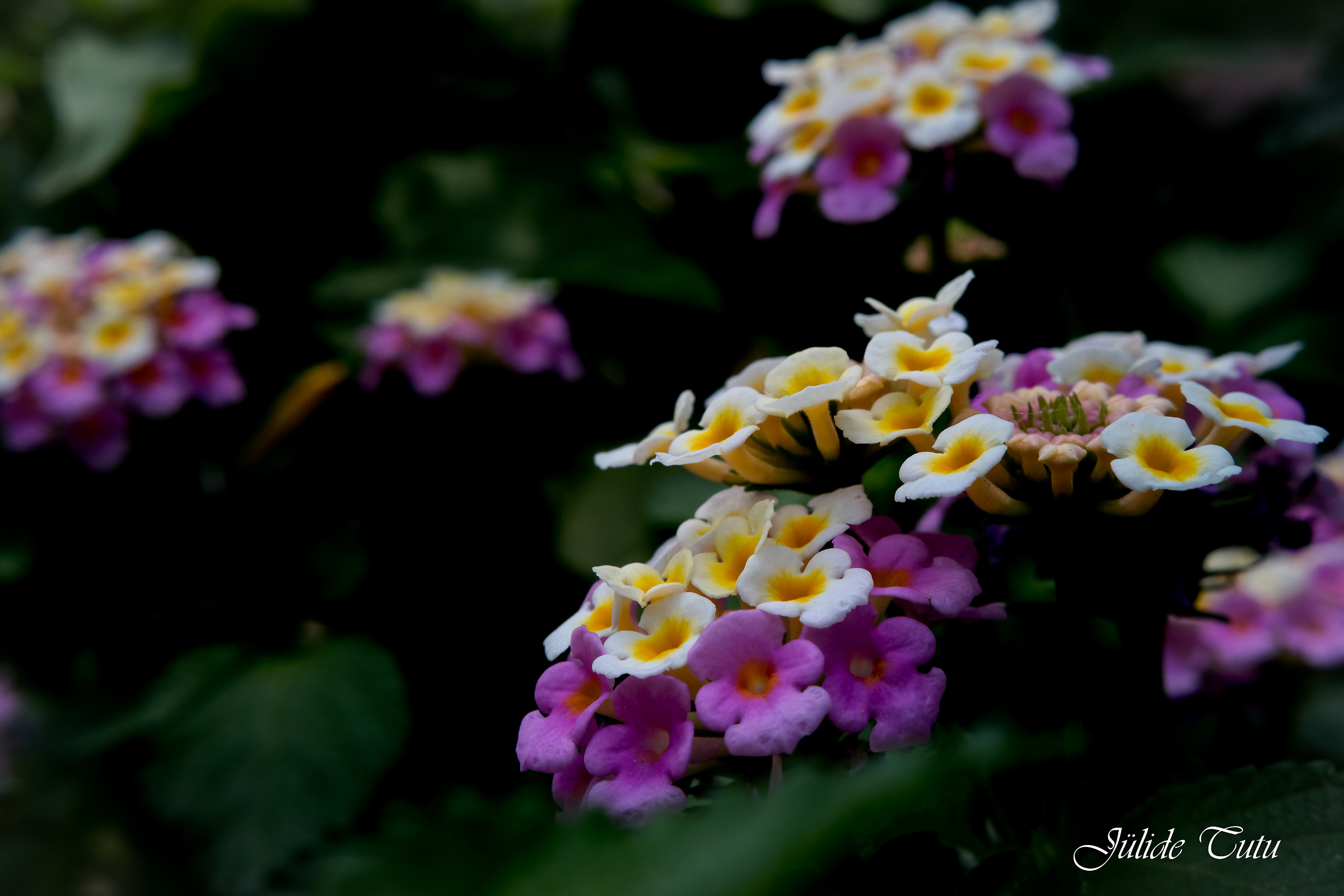 Lantana camara-I