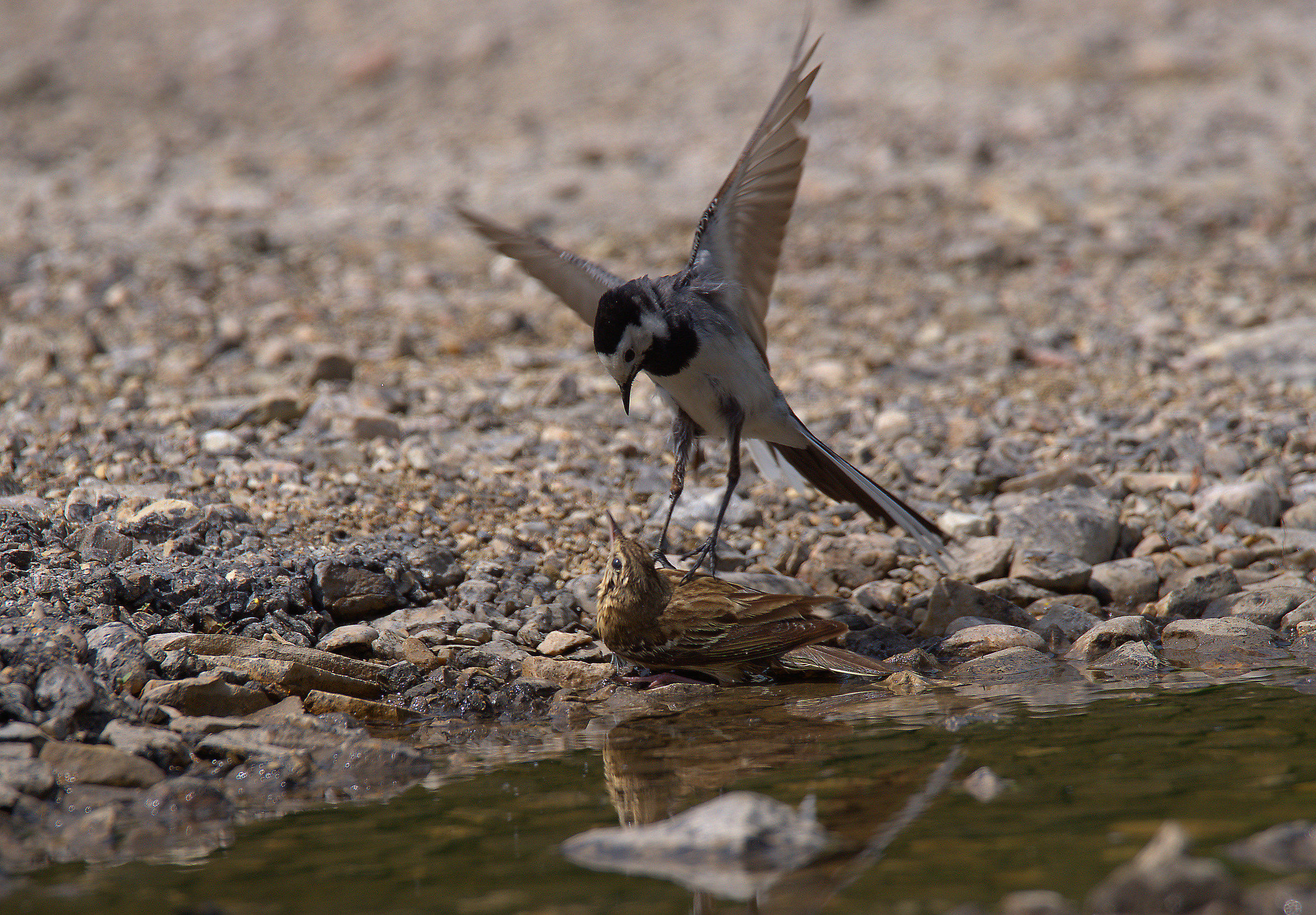 White Ballerina and Calander