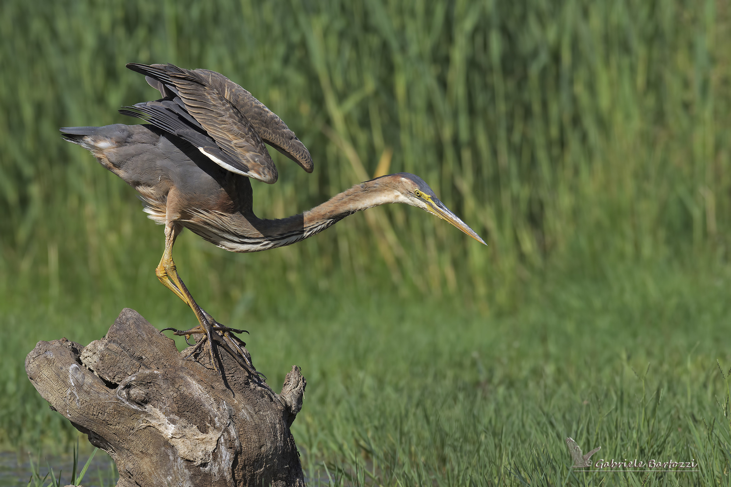 airone rosso (Ardea purpurea)