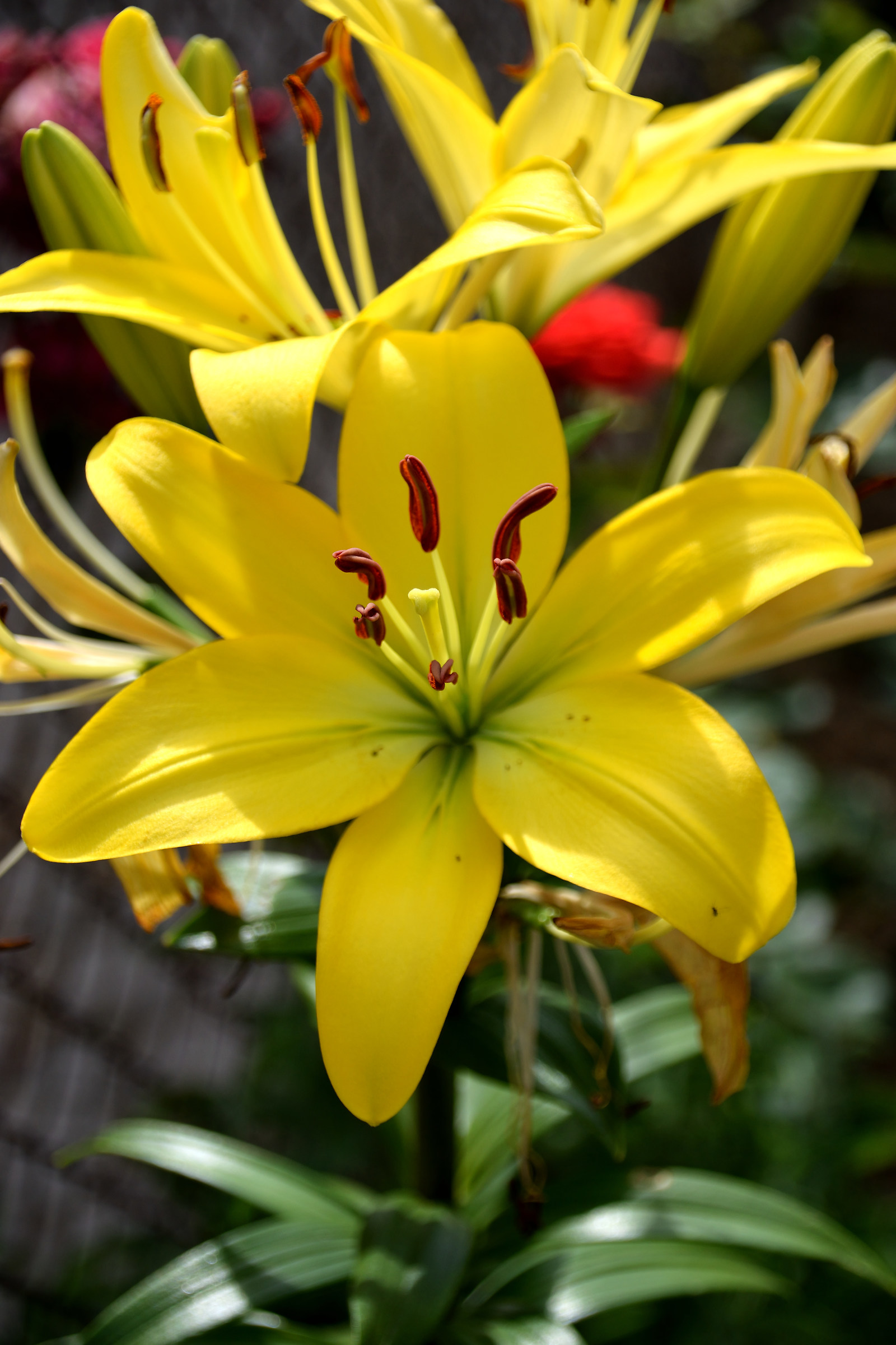 Lilium gialli