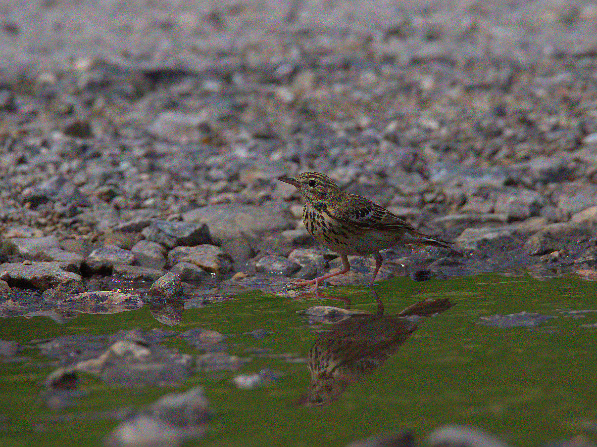 Tawny Pipit