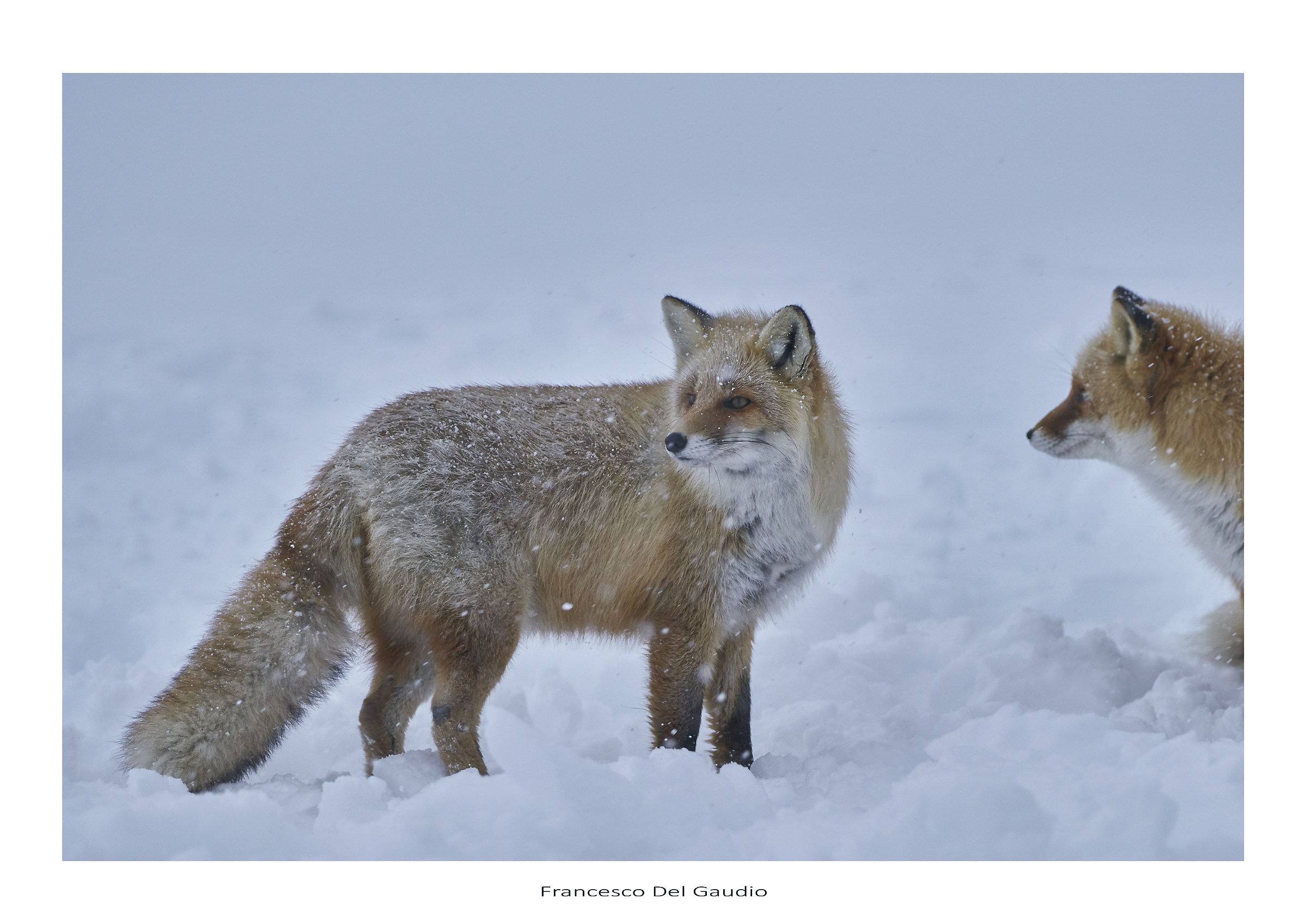 Foxes
