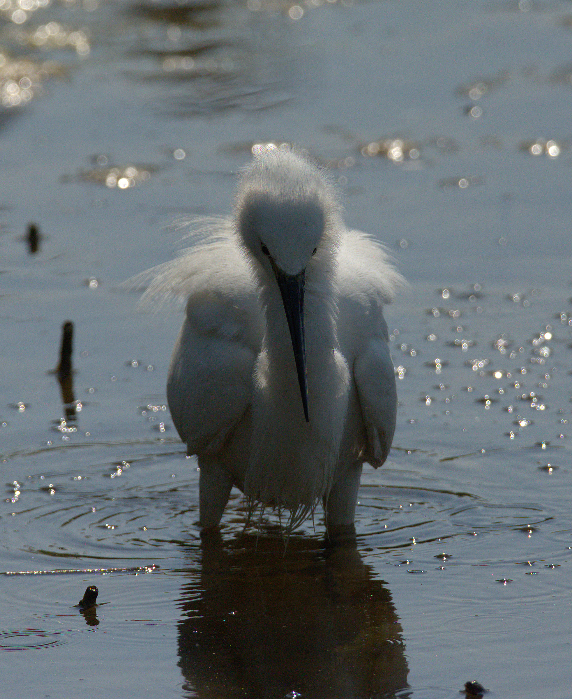 Egret