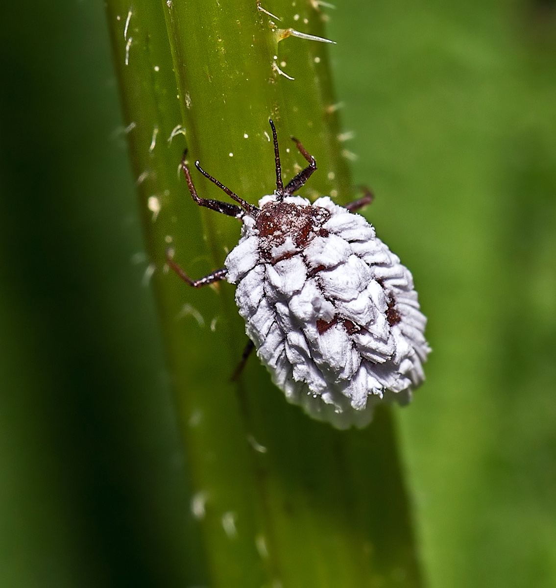A fan of nettle juice