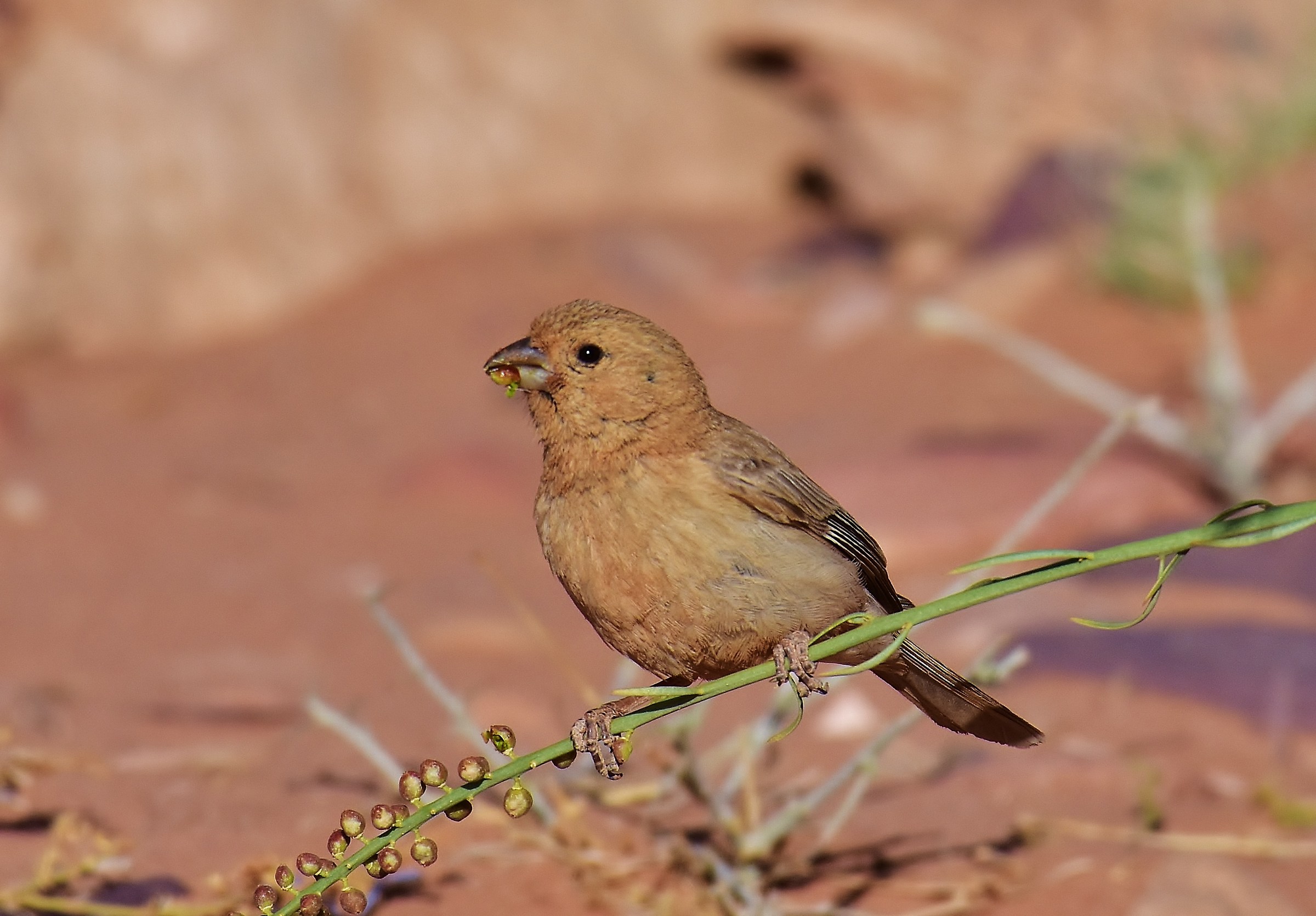 The scarlet bush of the Sinai