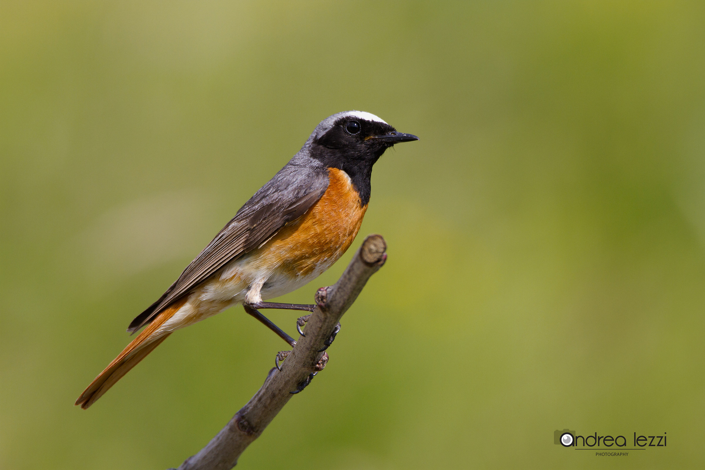 redstart