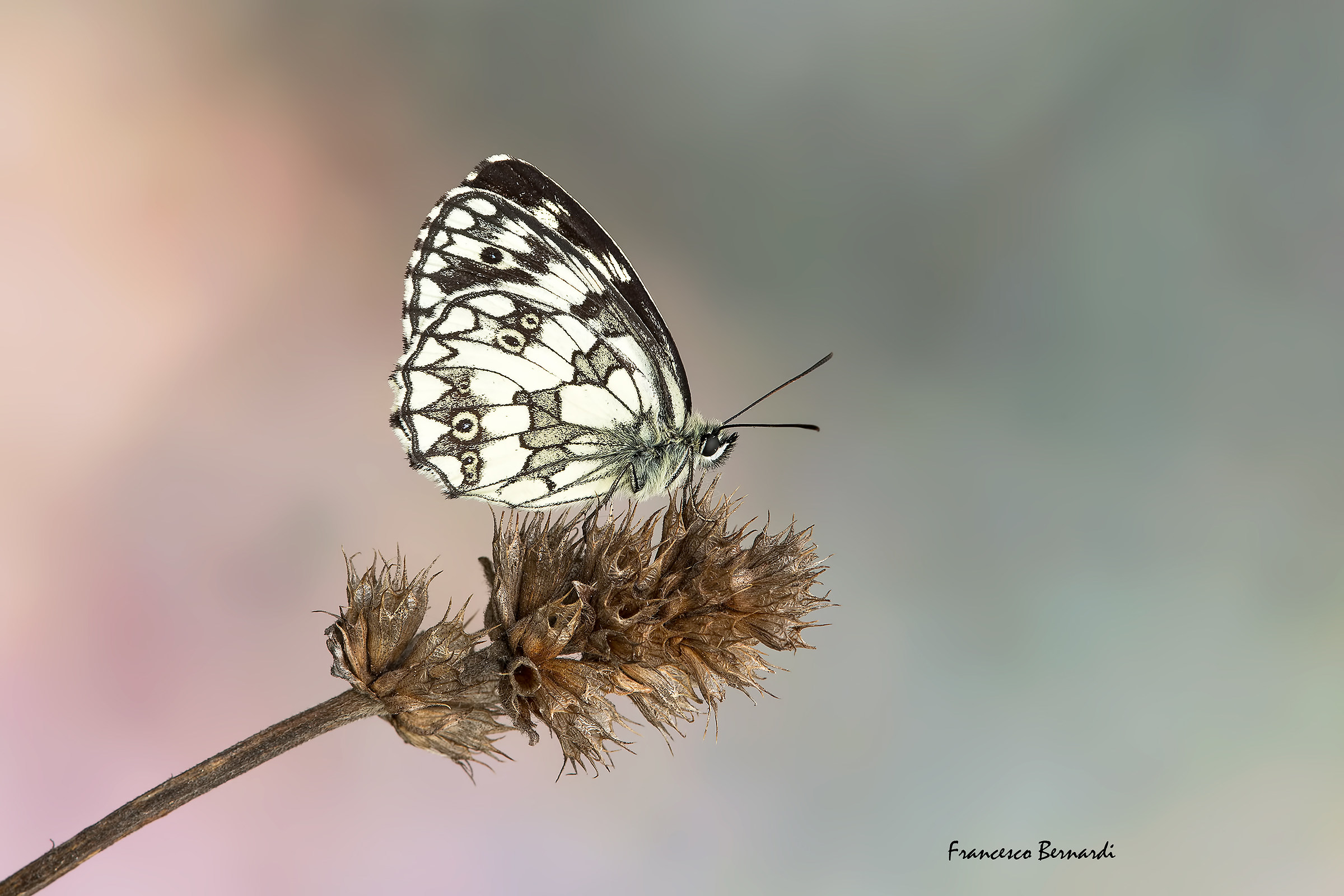 Melanargia galathea 1758