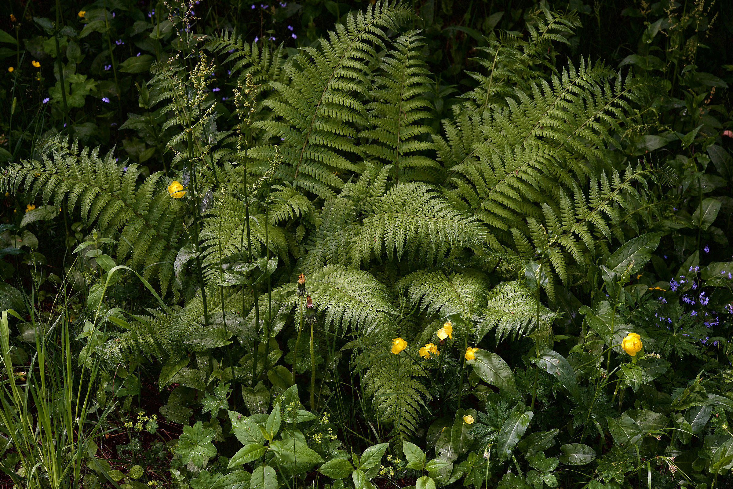 Felci ed altri fiori