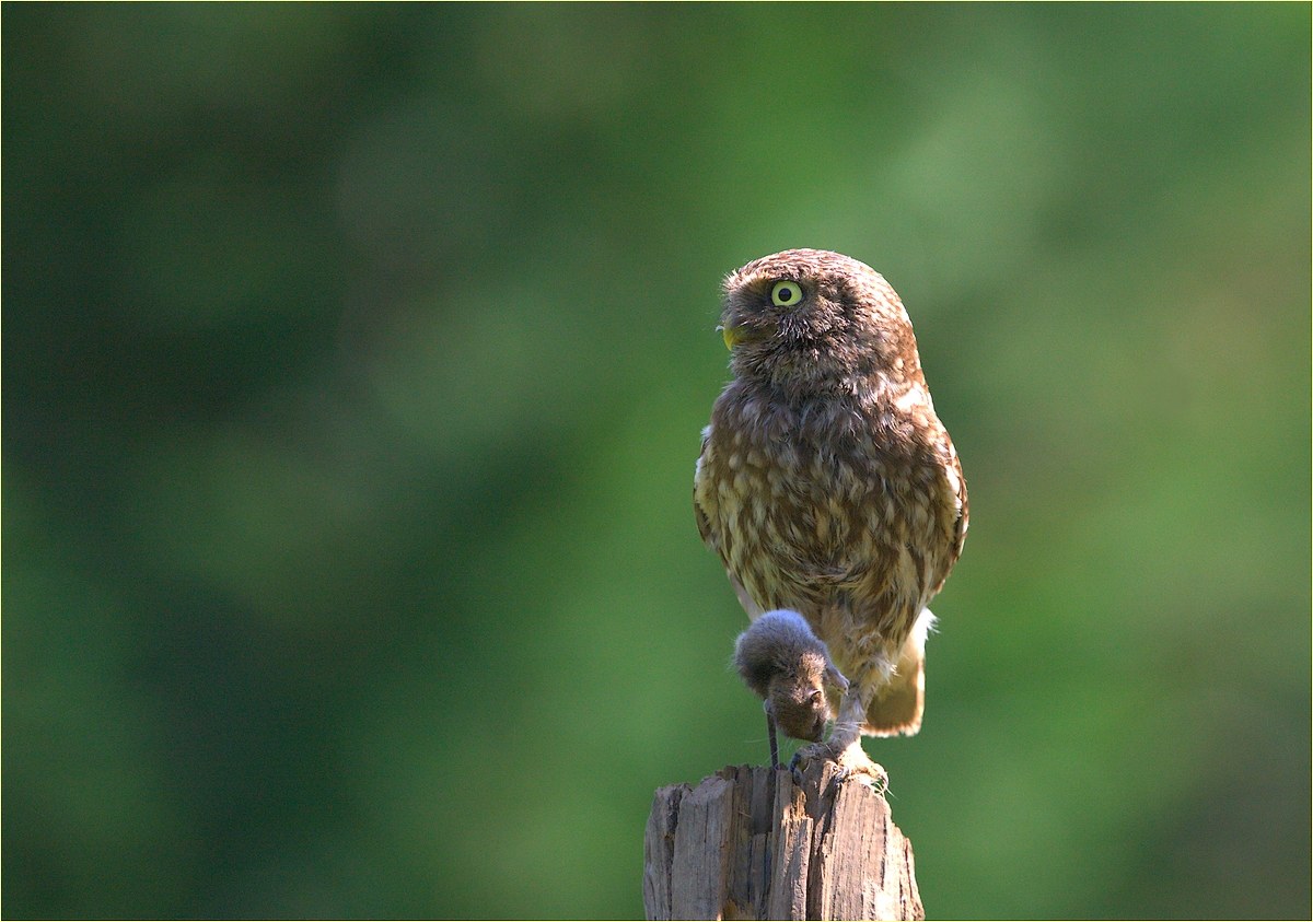 "The owl and the mouse"