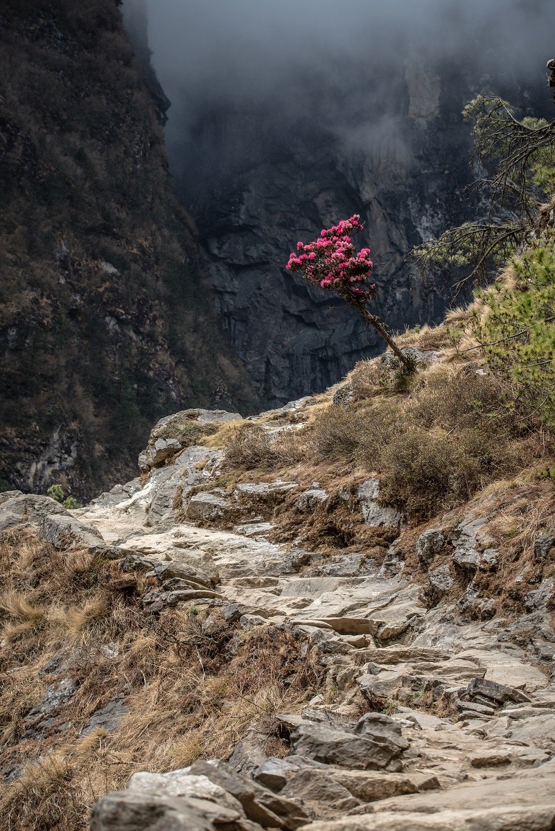Rhododendron in the fog