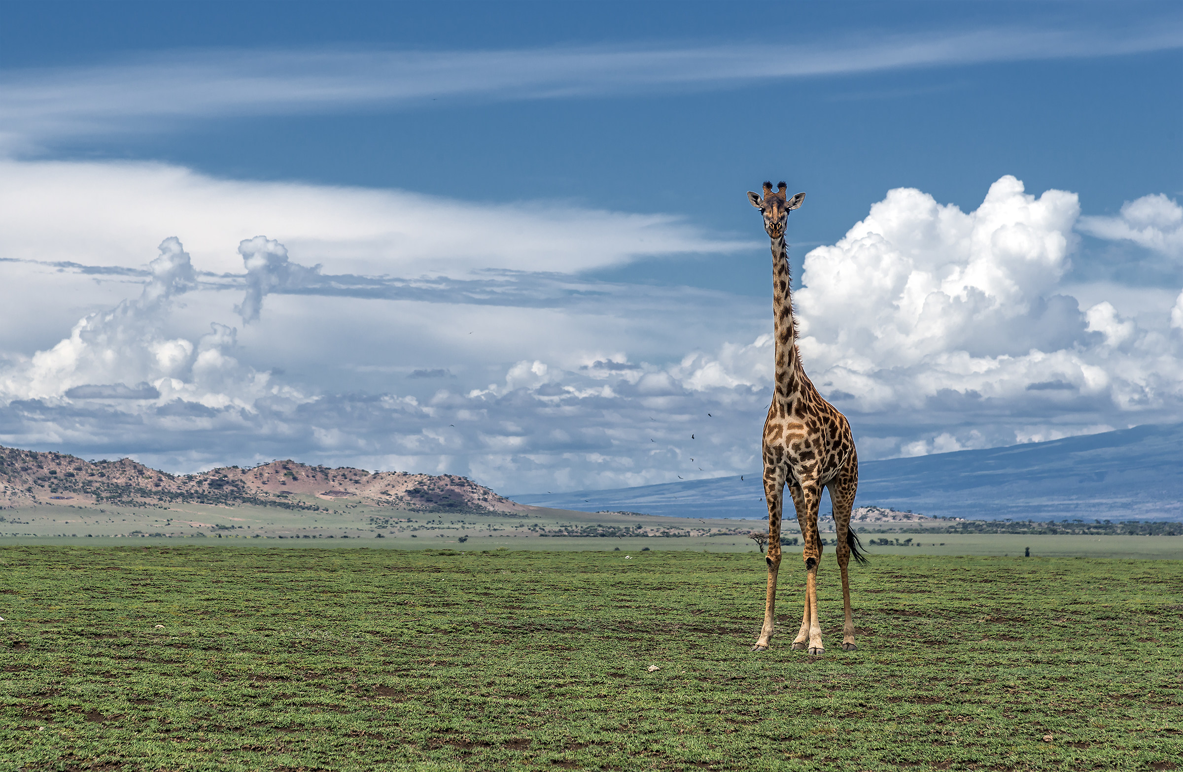 Tanzania 2017 - Esseri eterei