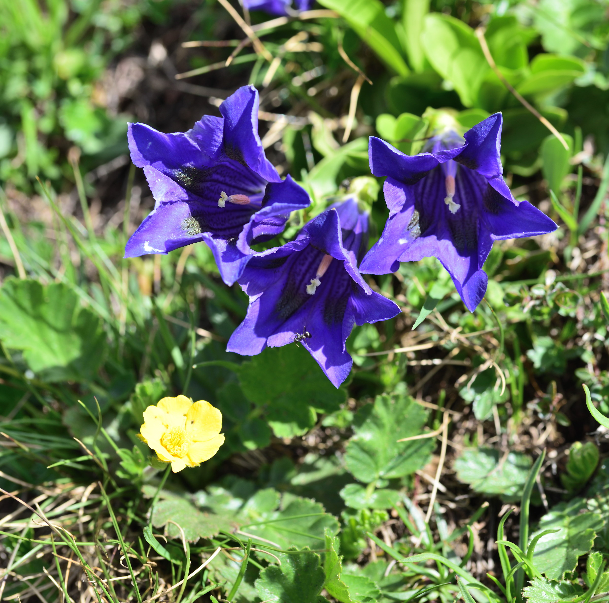 gentians