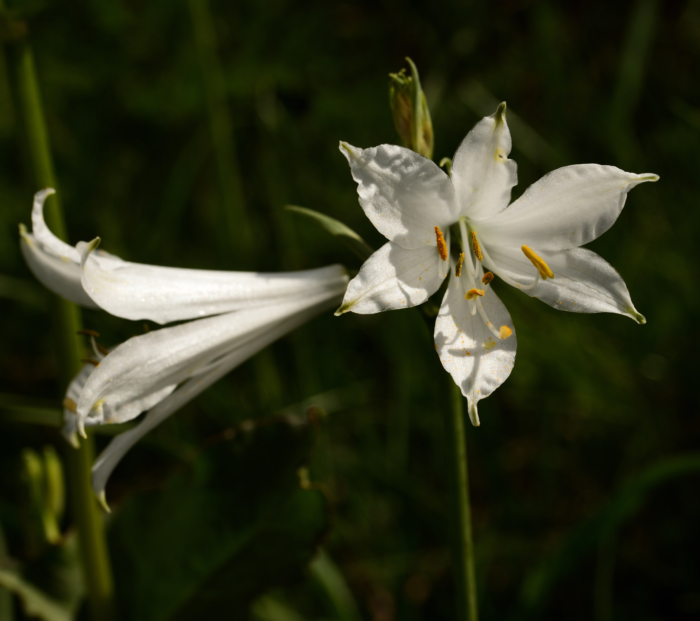 Paradisia liliastrum