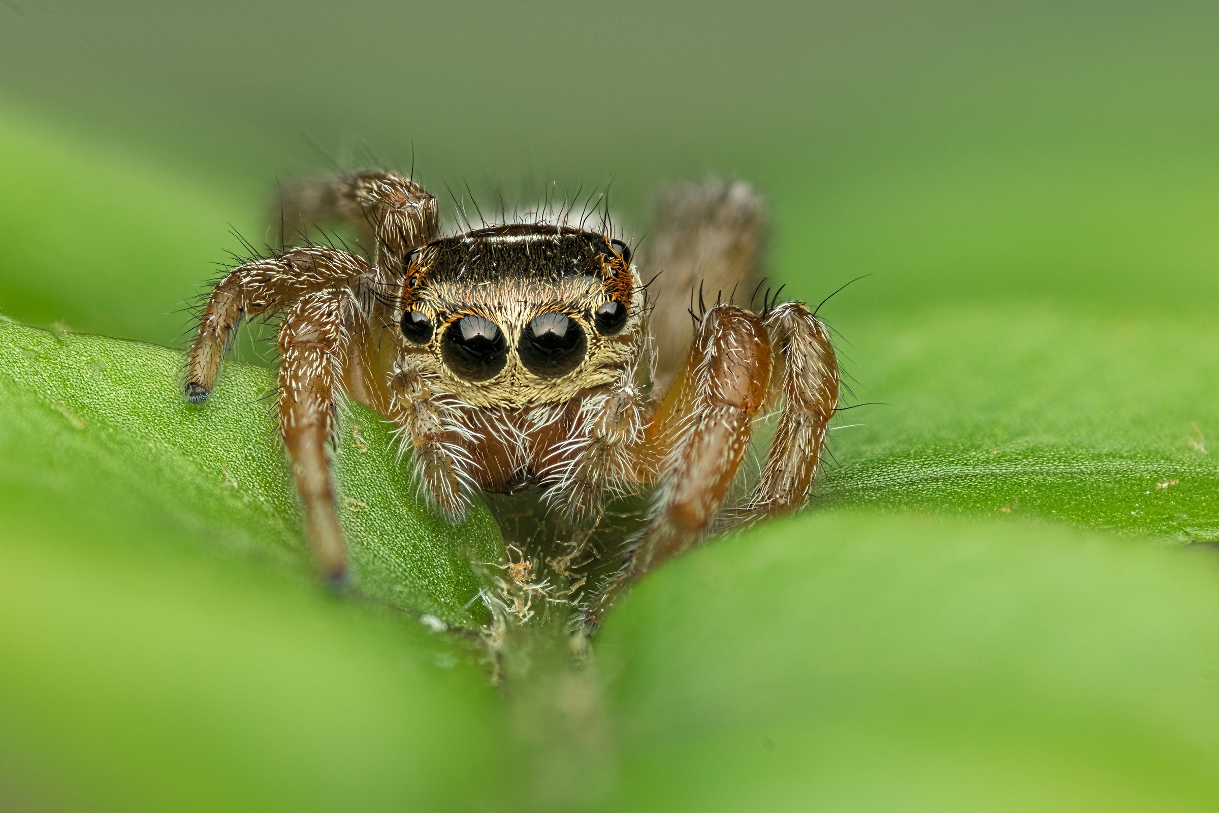 Jumping spider