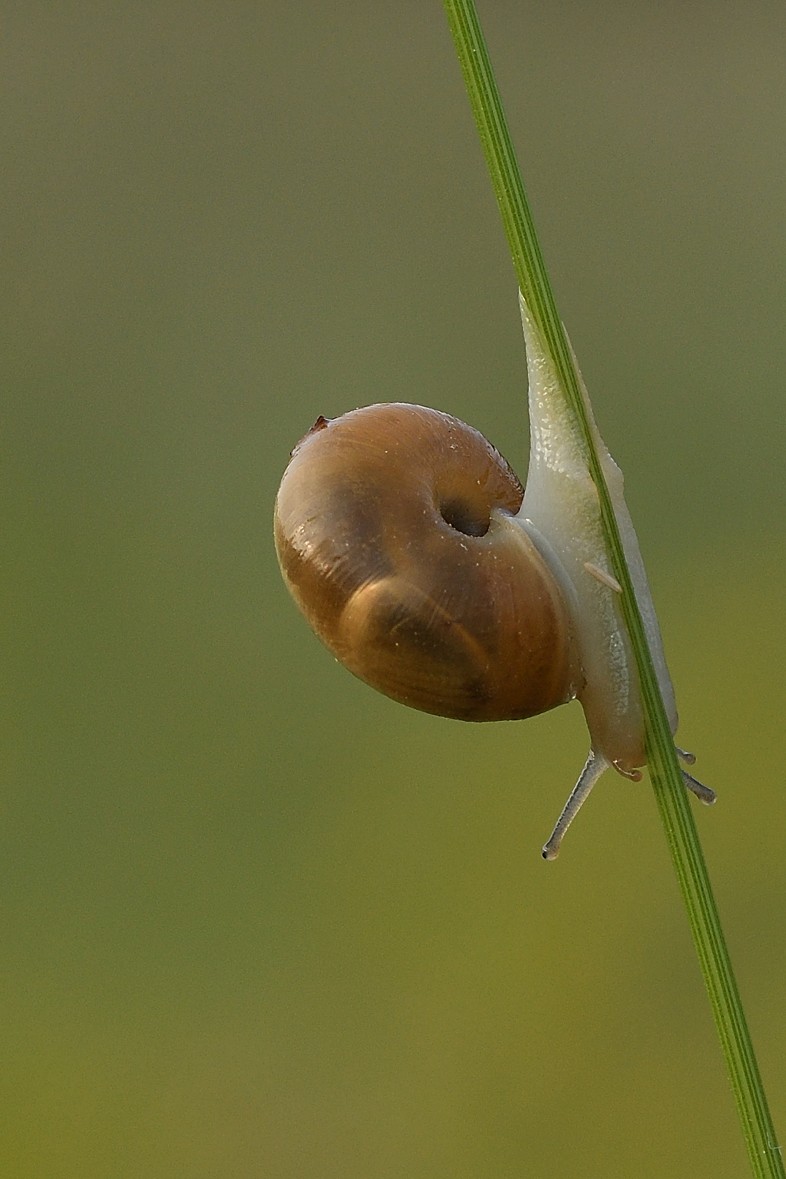 Snail
