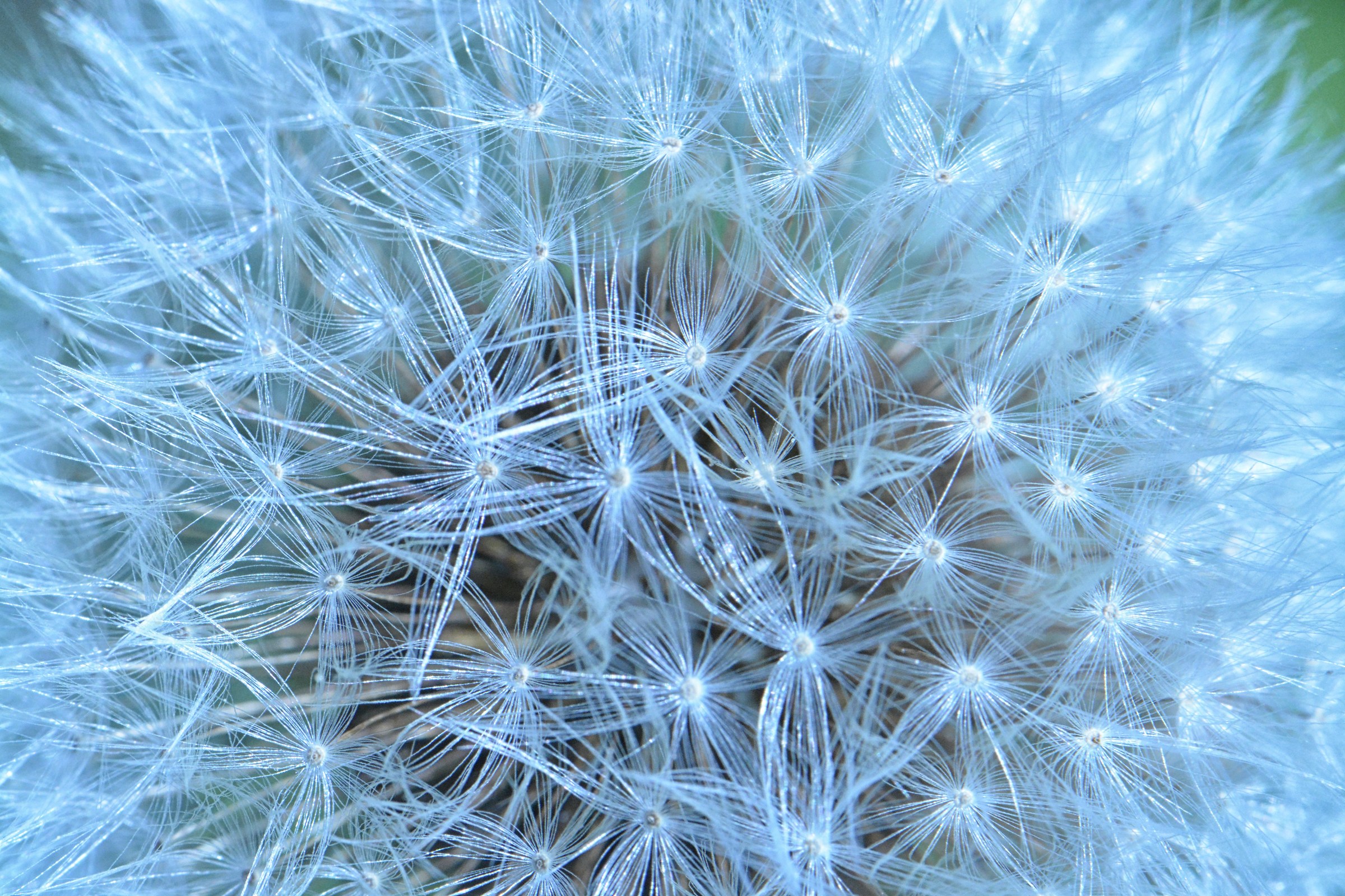 fiore prima di essere soffiato