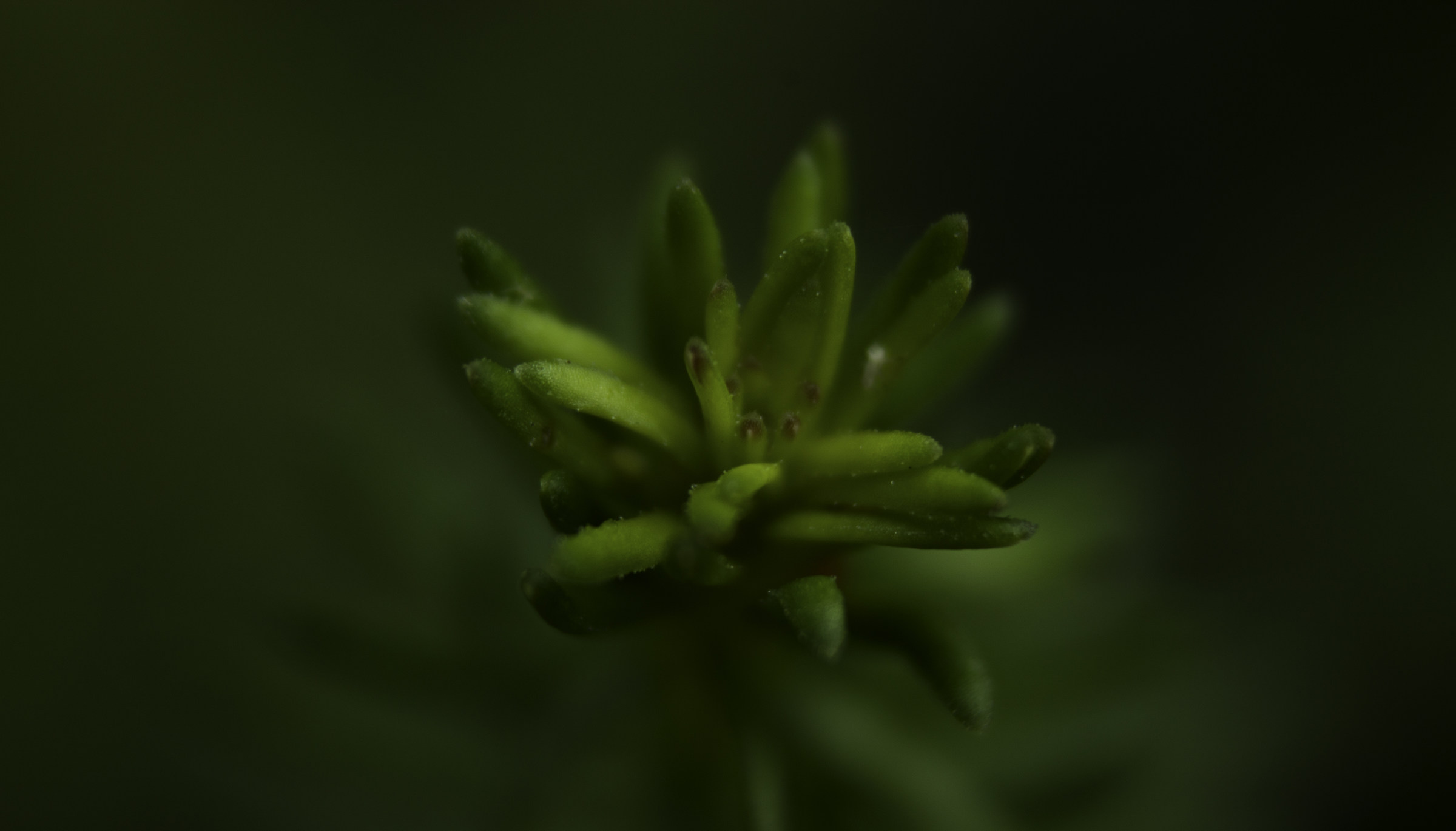 Rimani Ferma ti prego