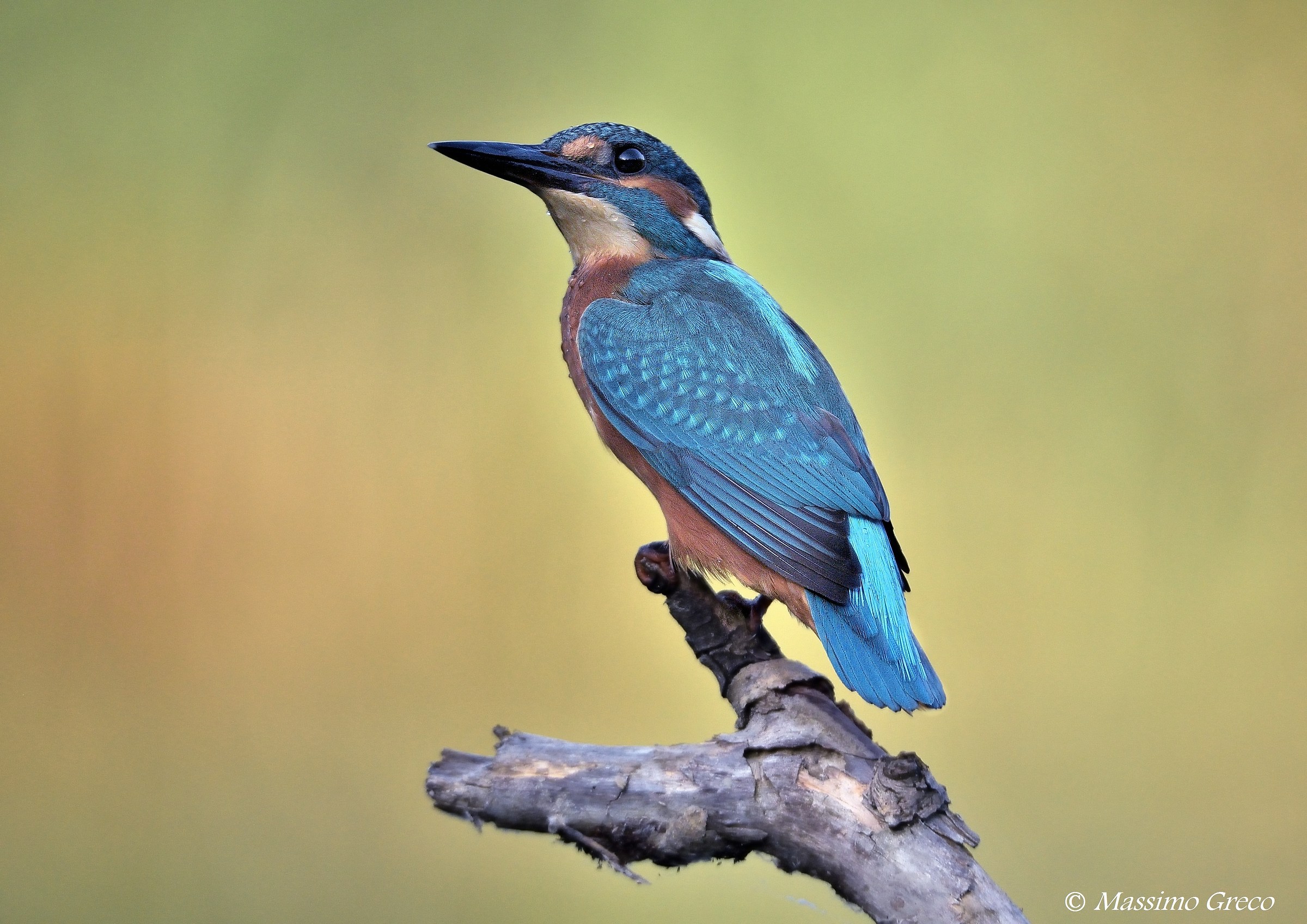 Martin pescatore - Prime luci del mattino