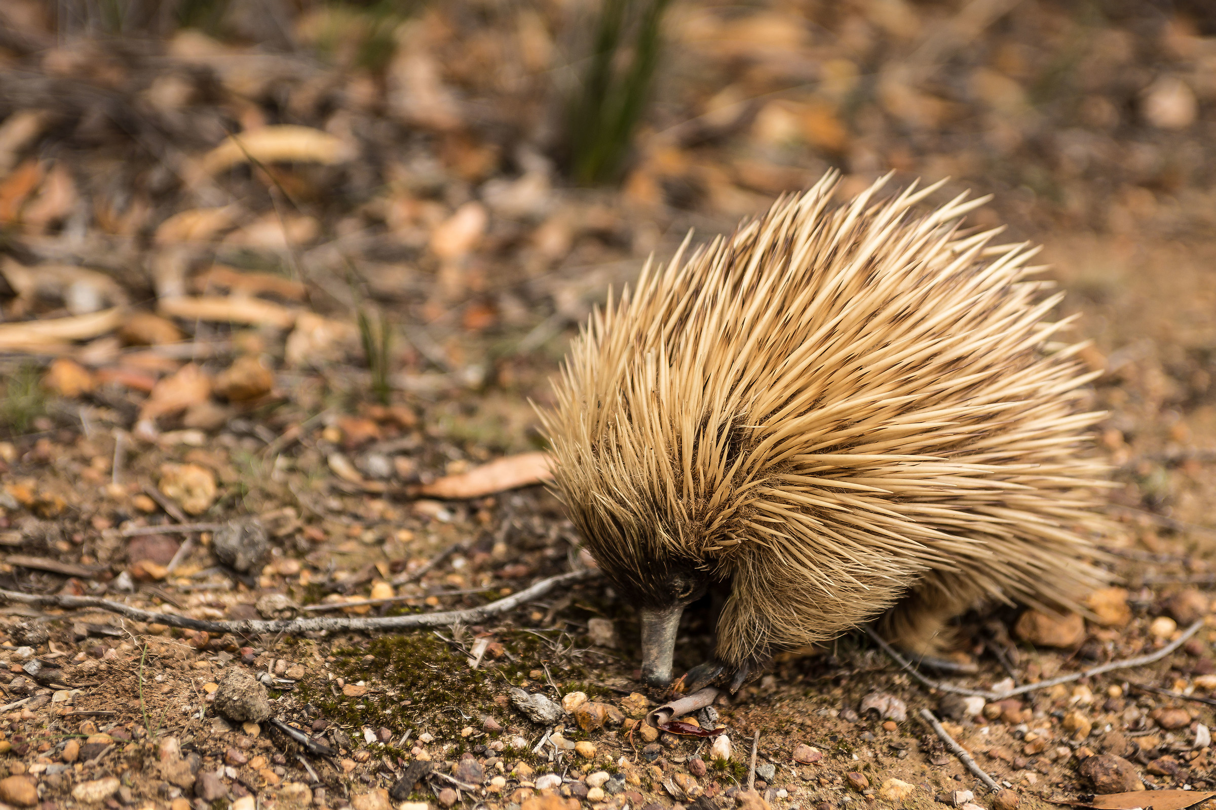 Short beak echidna (Tachyglossus Aculeatus)