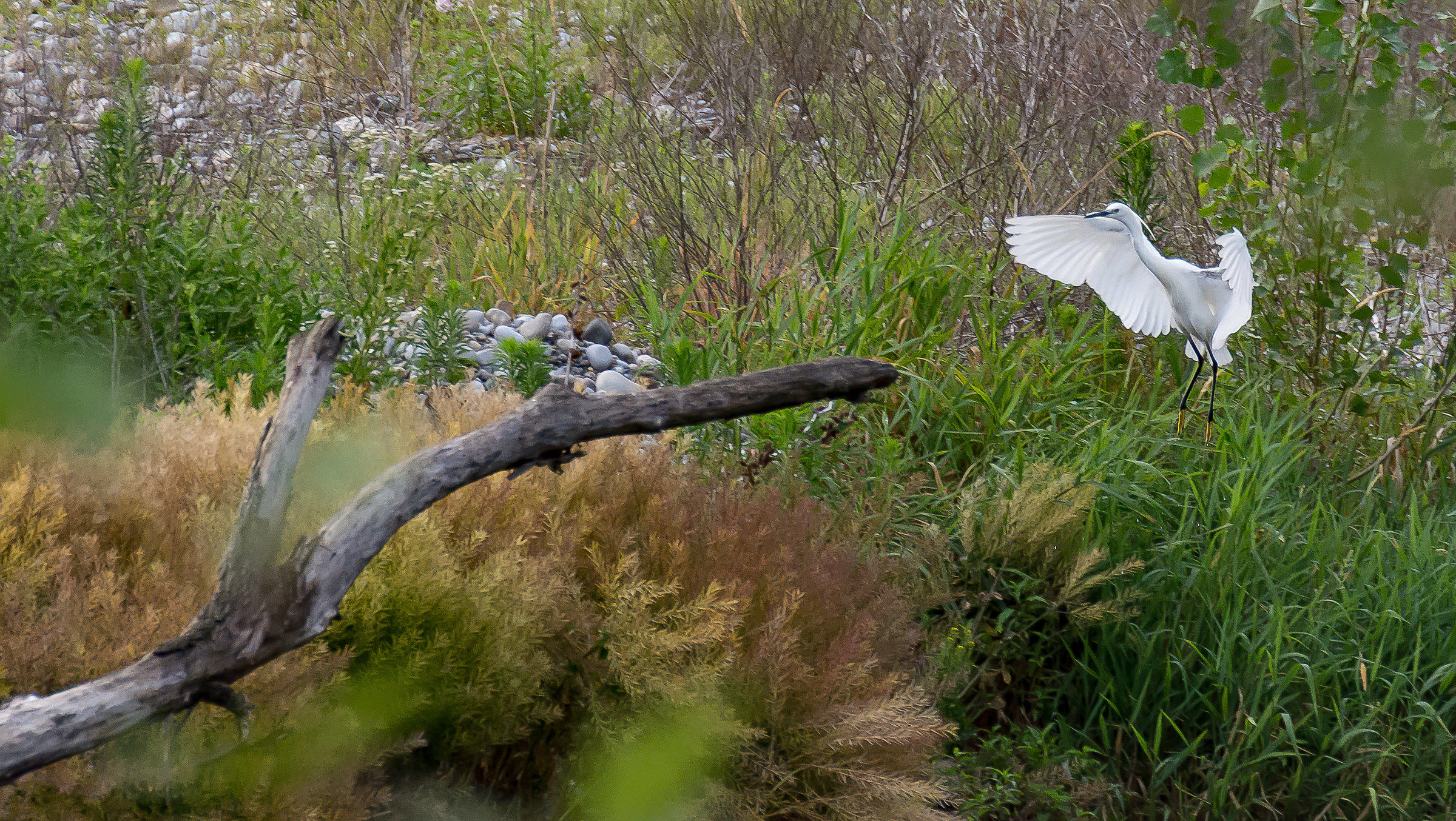 Heron - Soncino countryside