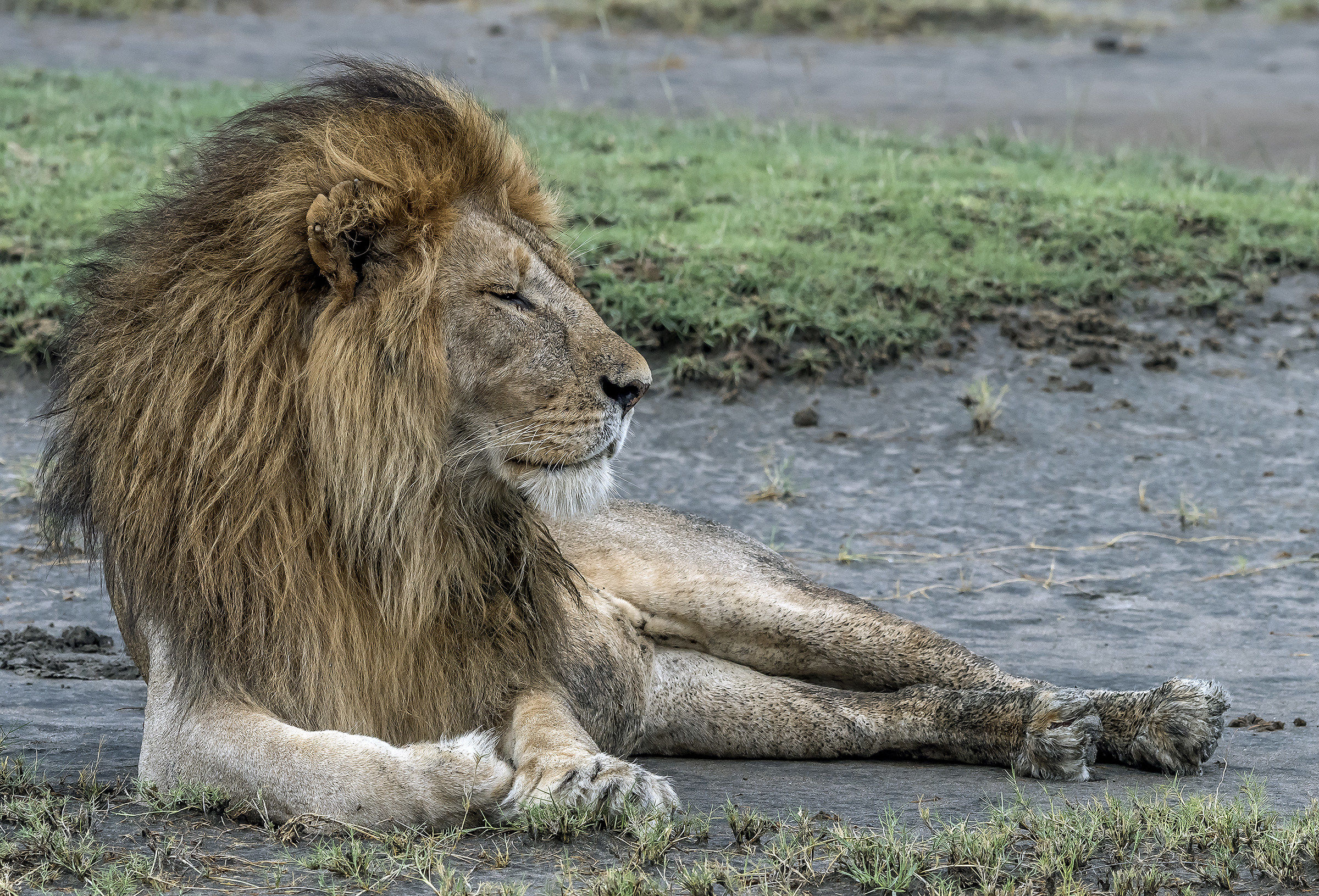 Tanzania 2017 - Regale pisolino