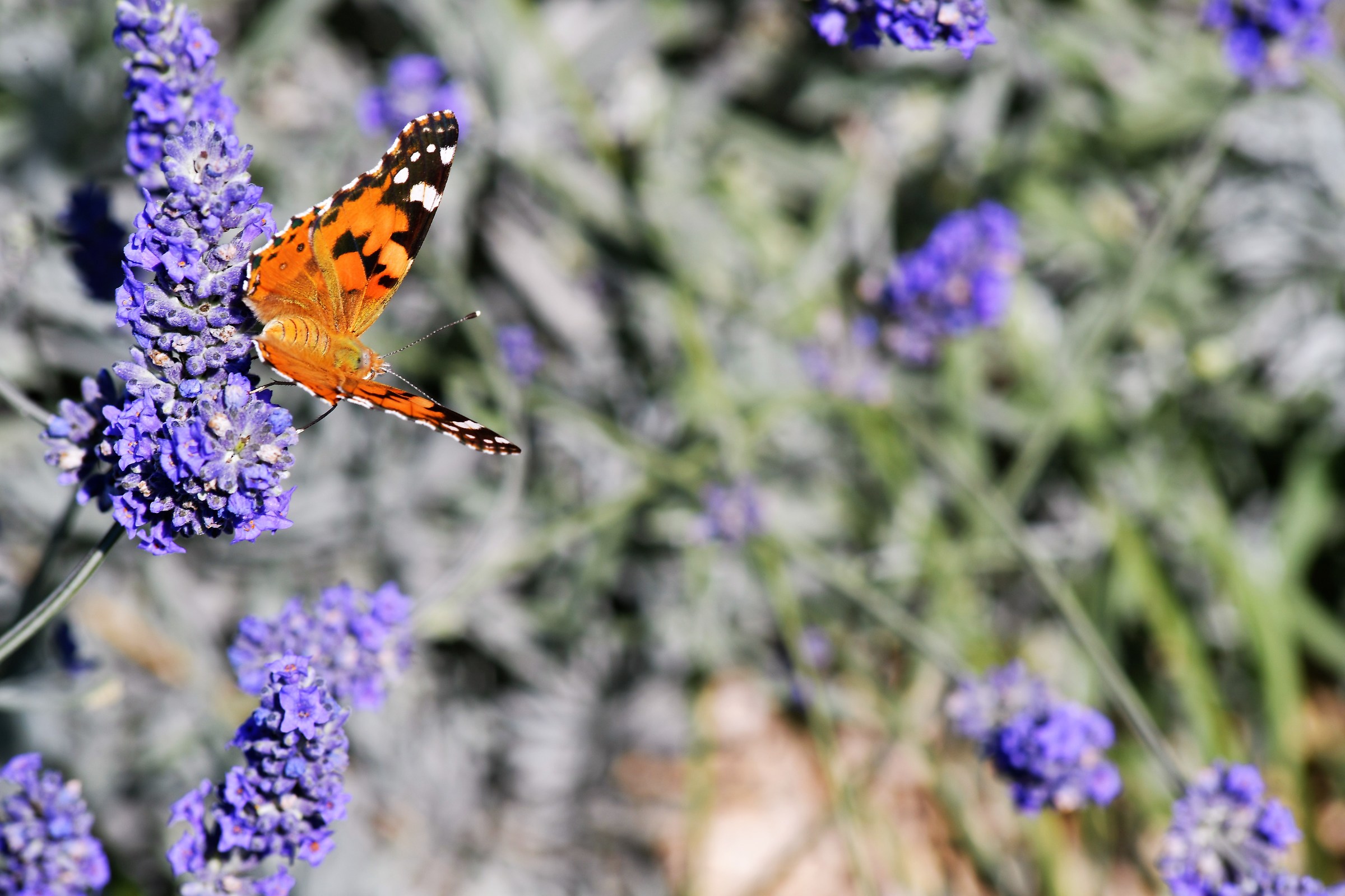 The sweet landing of the butterfly