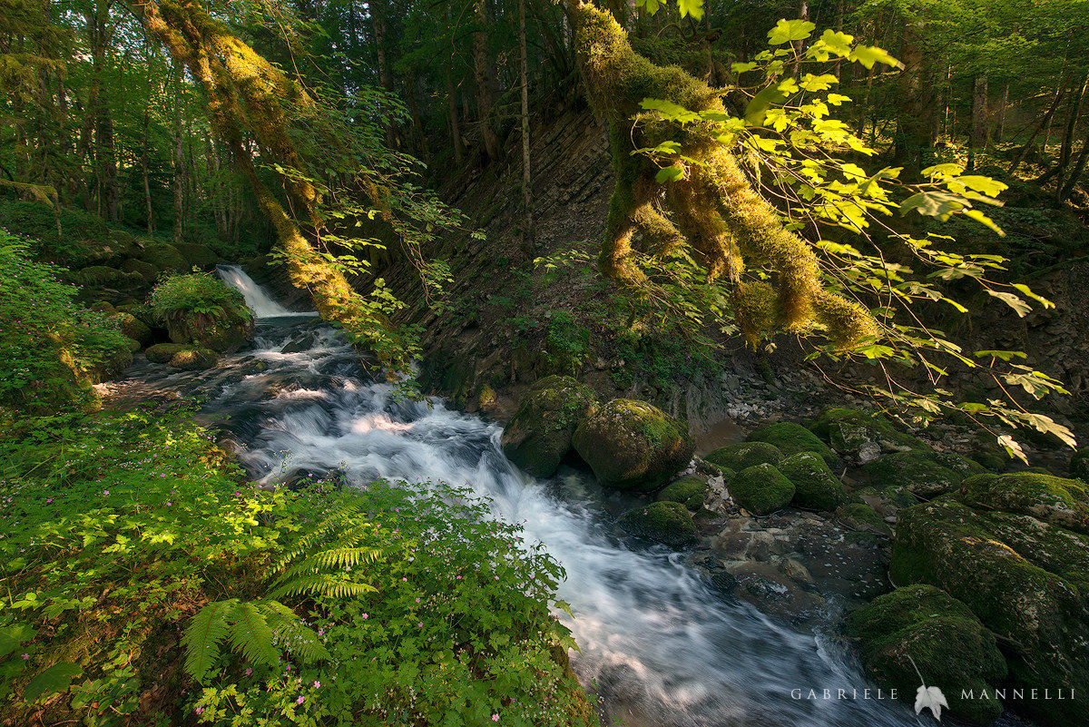 Il giardino degli elfi