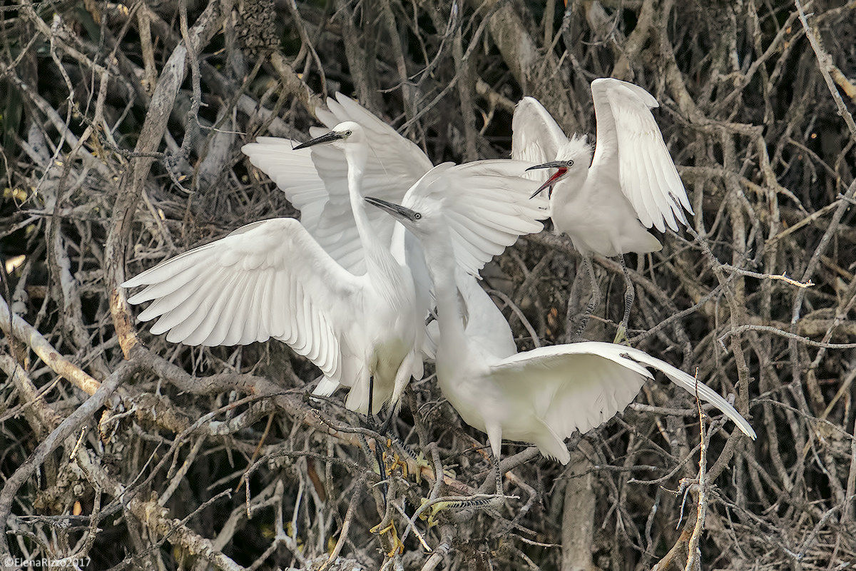 Egrets